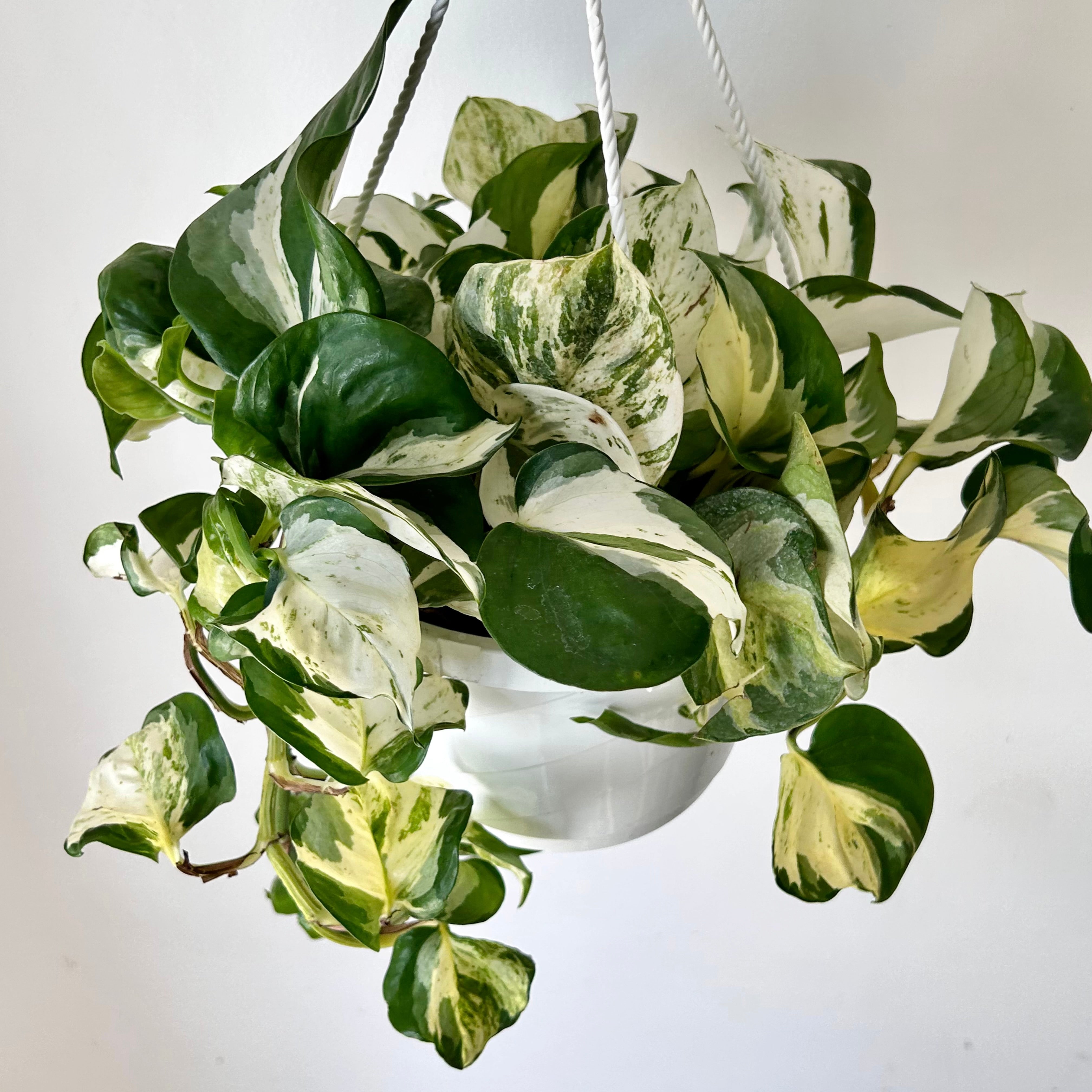 Manjula Pothos 8” hanging basket