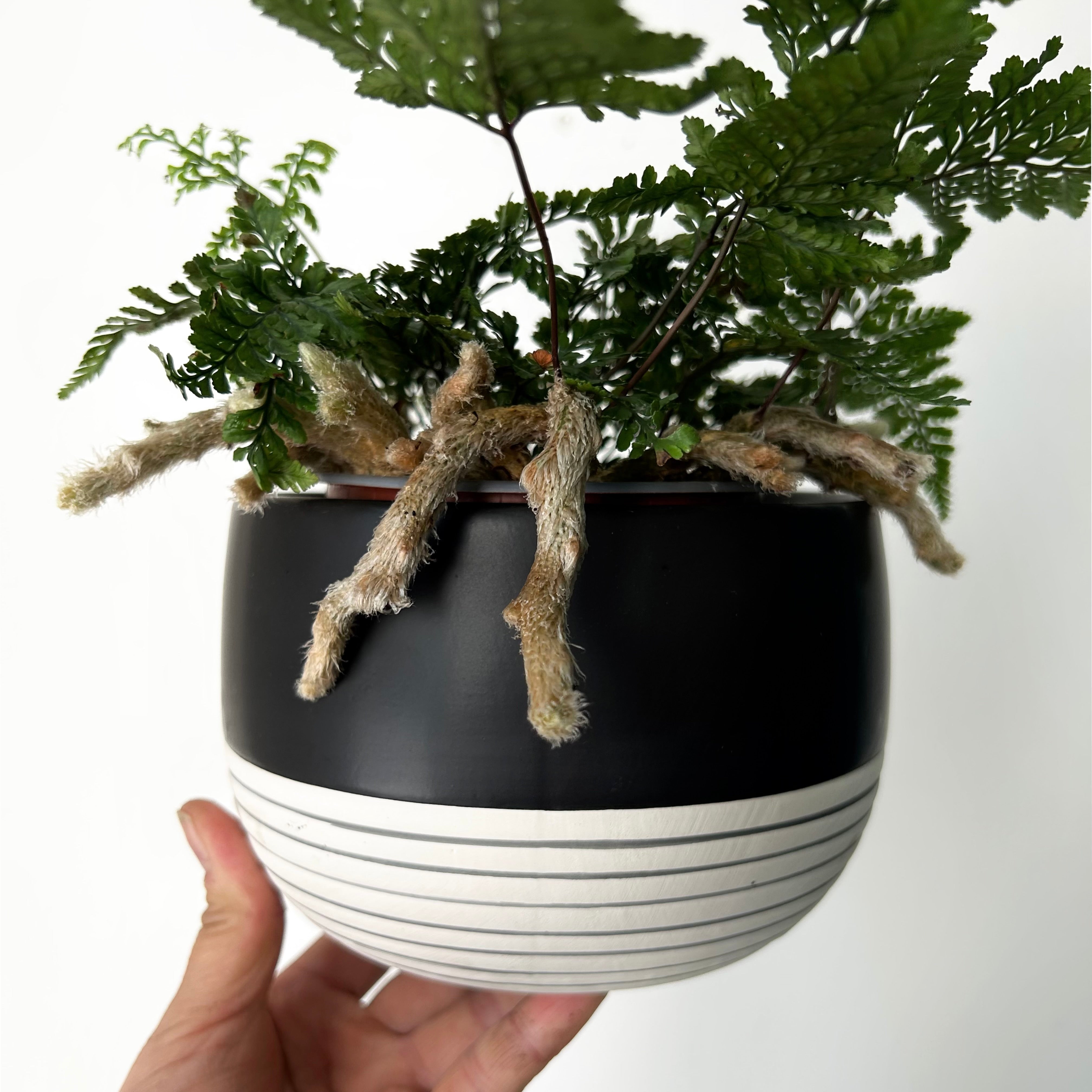 Rabbit foot fern 4” pot