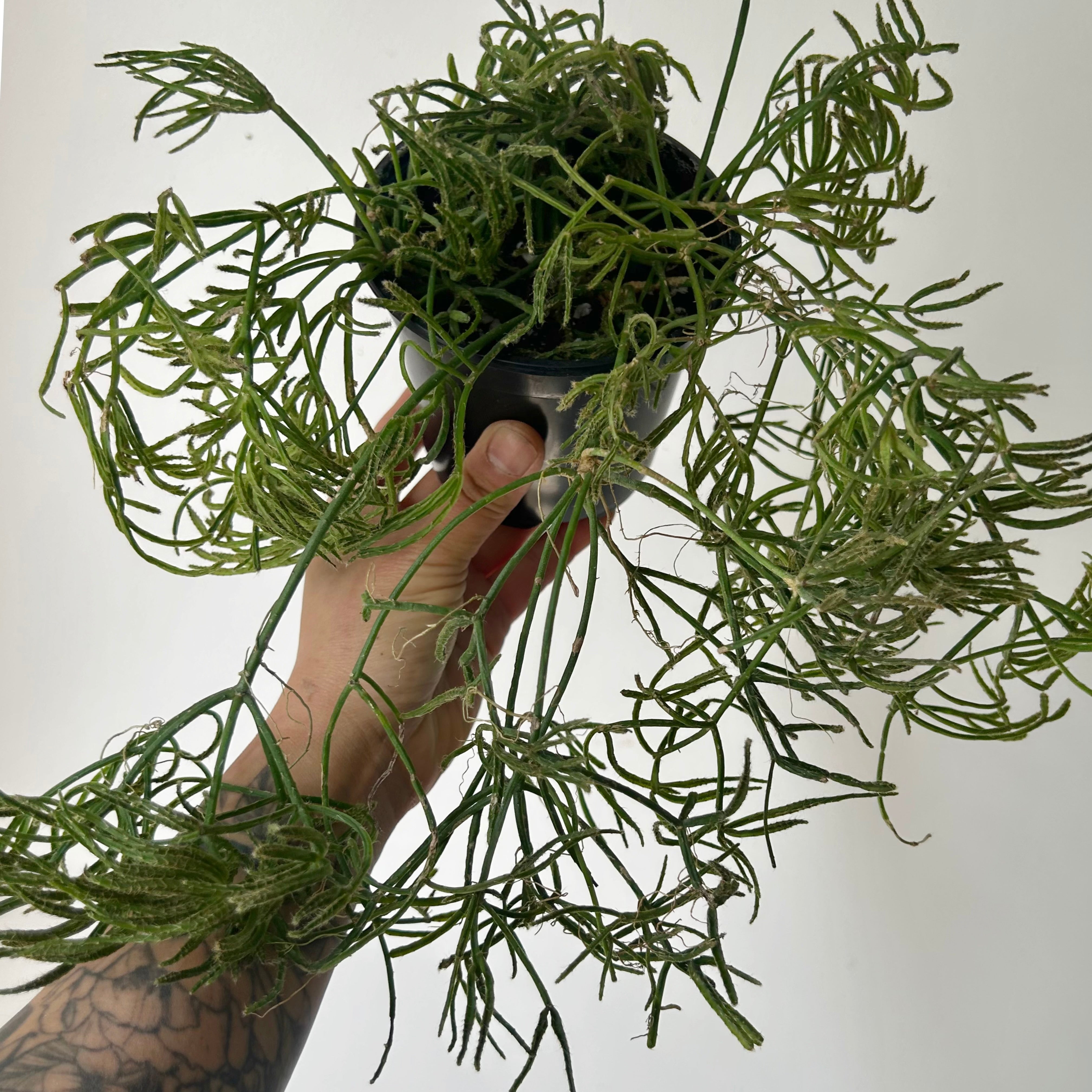 Rhipsalis prismatica 4” pot