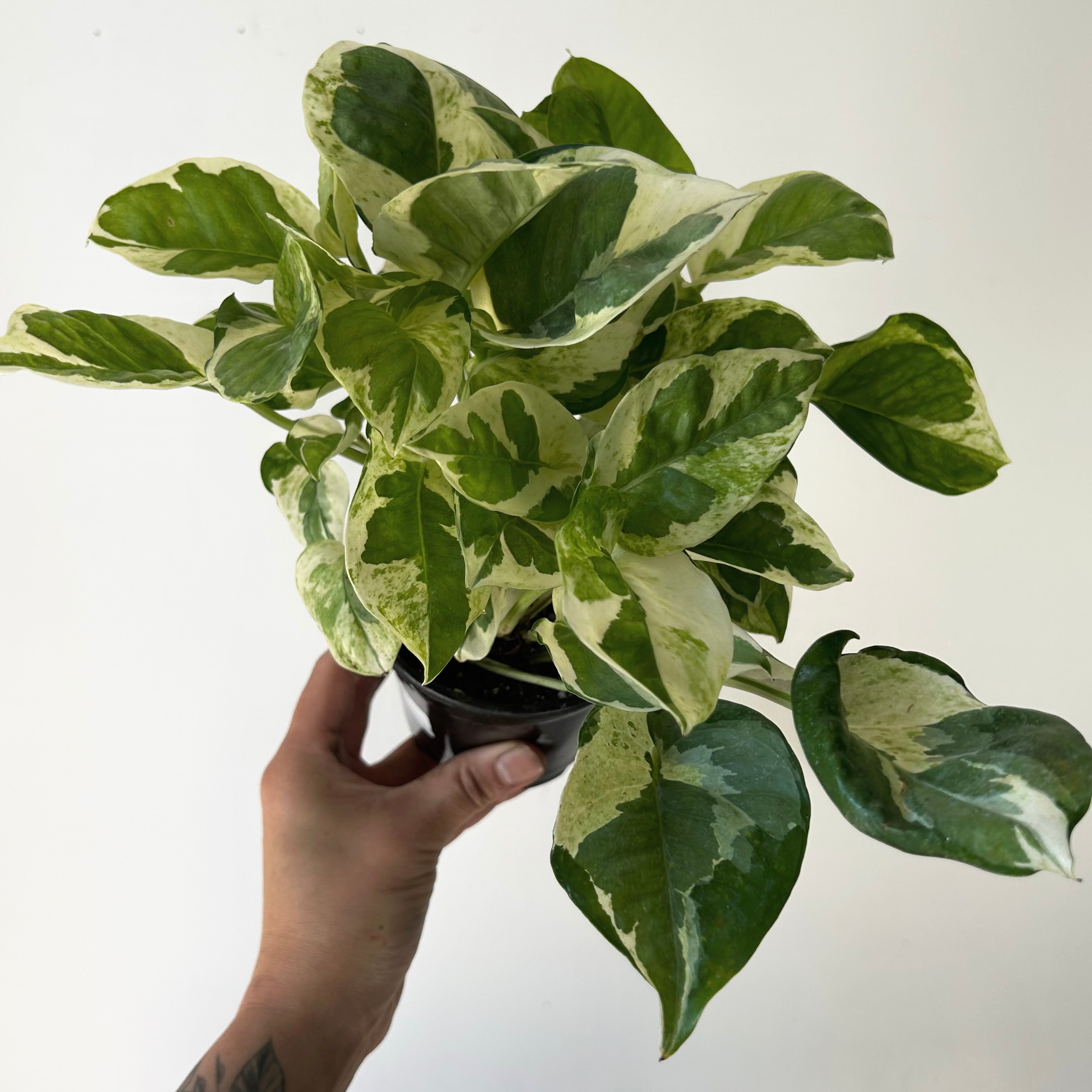 Pothos “Pearl & Jade” 4”pot