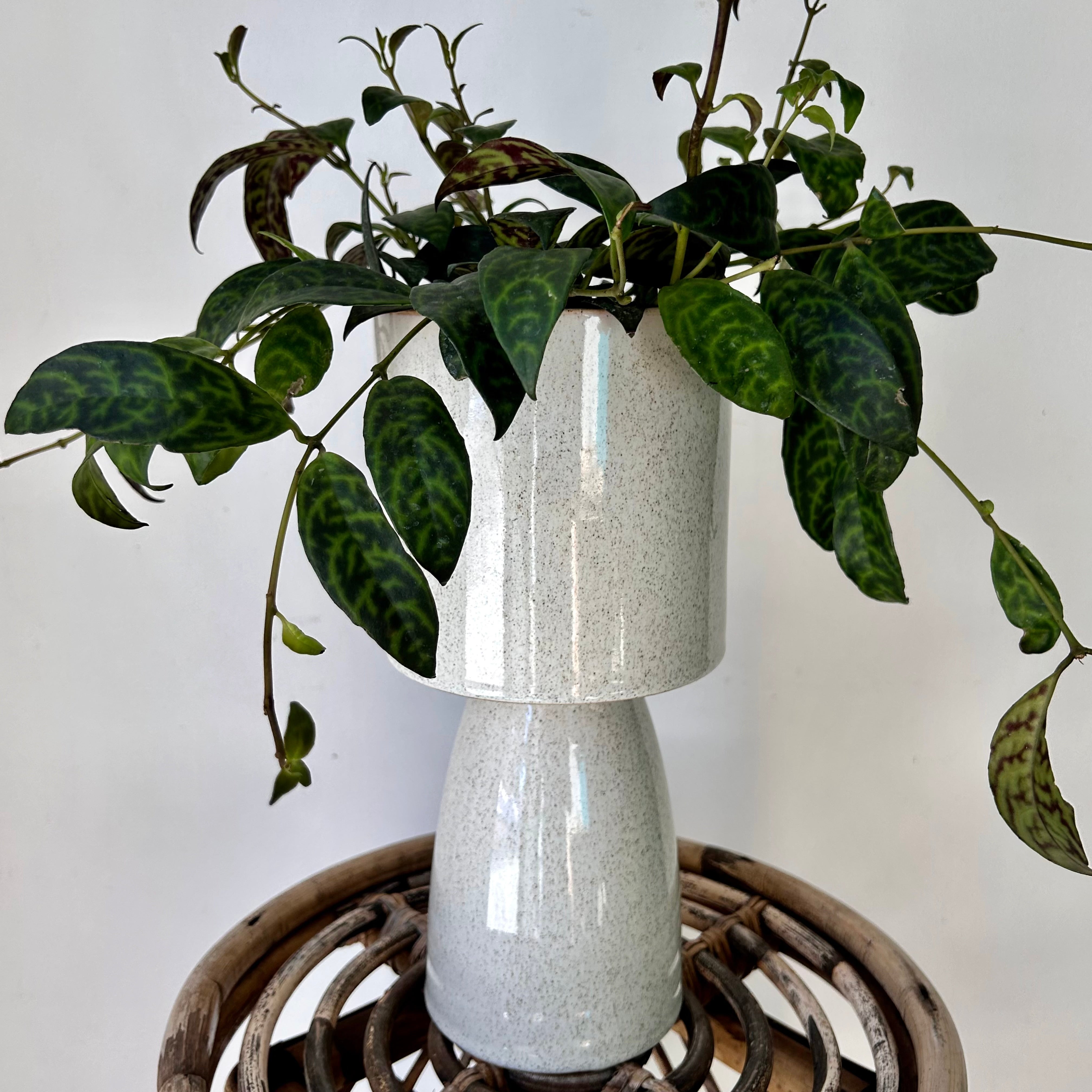 BETA Footed Ceramic Pot (5.25”x11”)