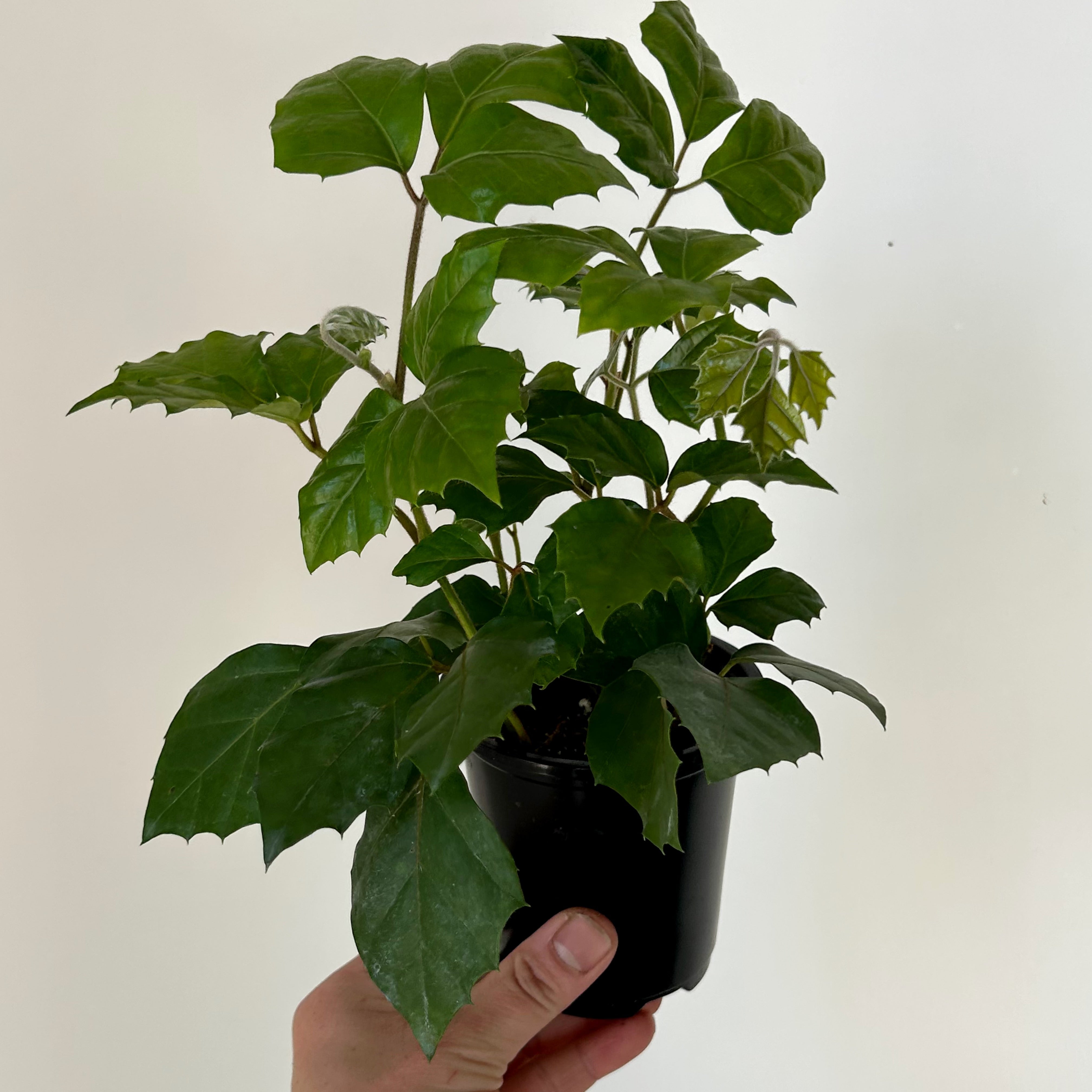 Grape Ivy (Cissus Rhombifolia) 3.5” pot