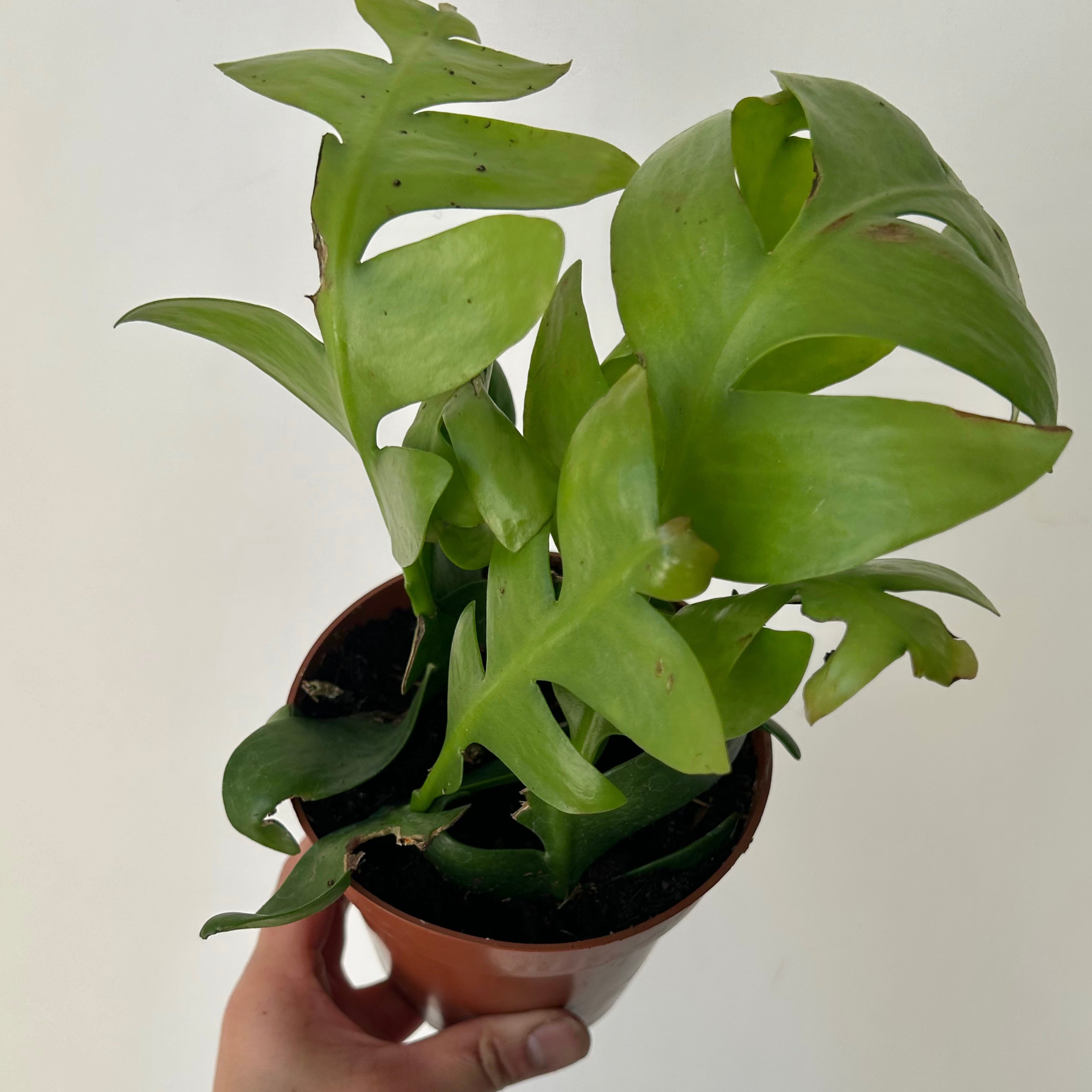 Fernleaf Orchid Cactus (Selenicereus chrysocardium) 4” pot