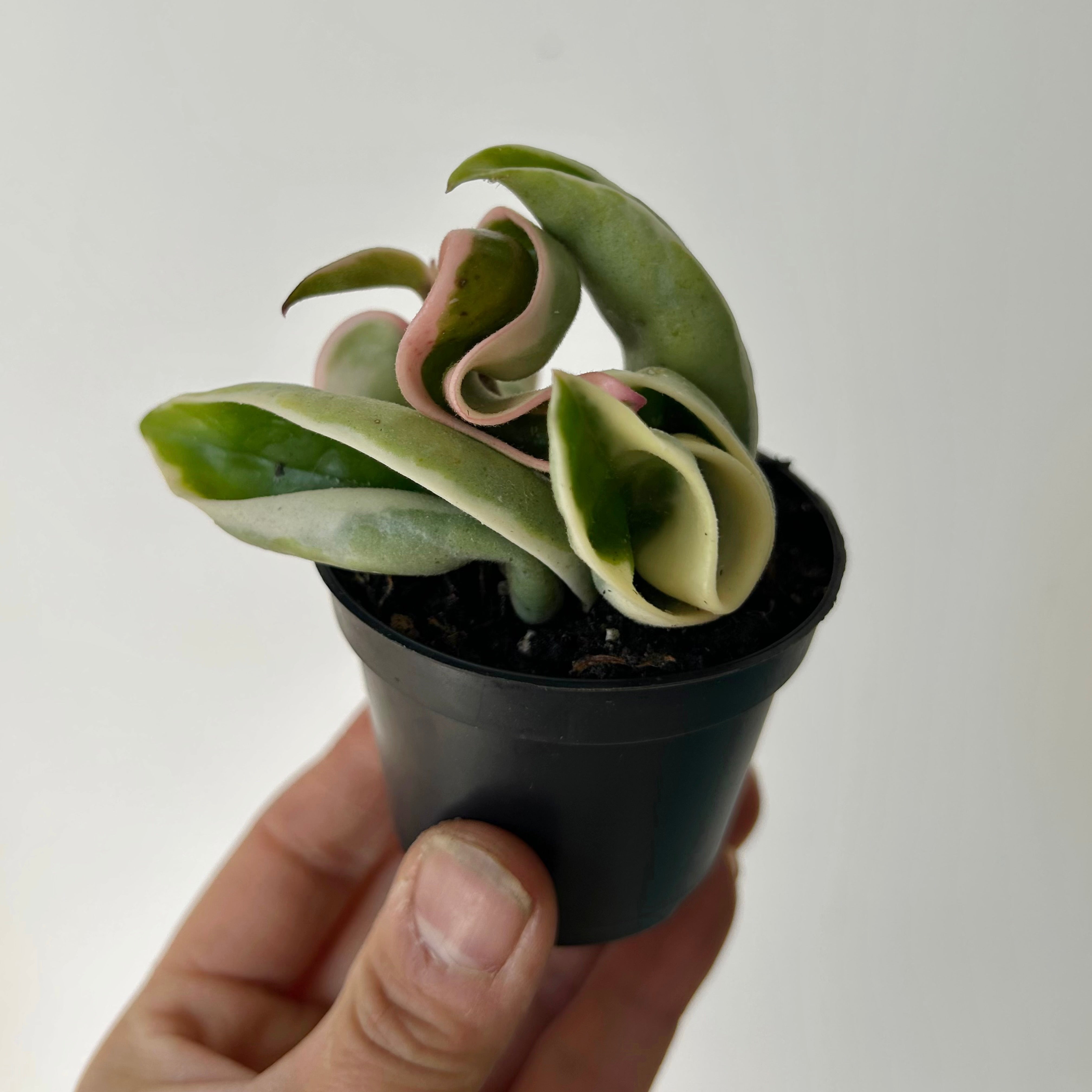 Variegated Rope Hoya (Carnosa compacta) 2.5” pot