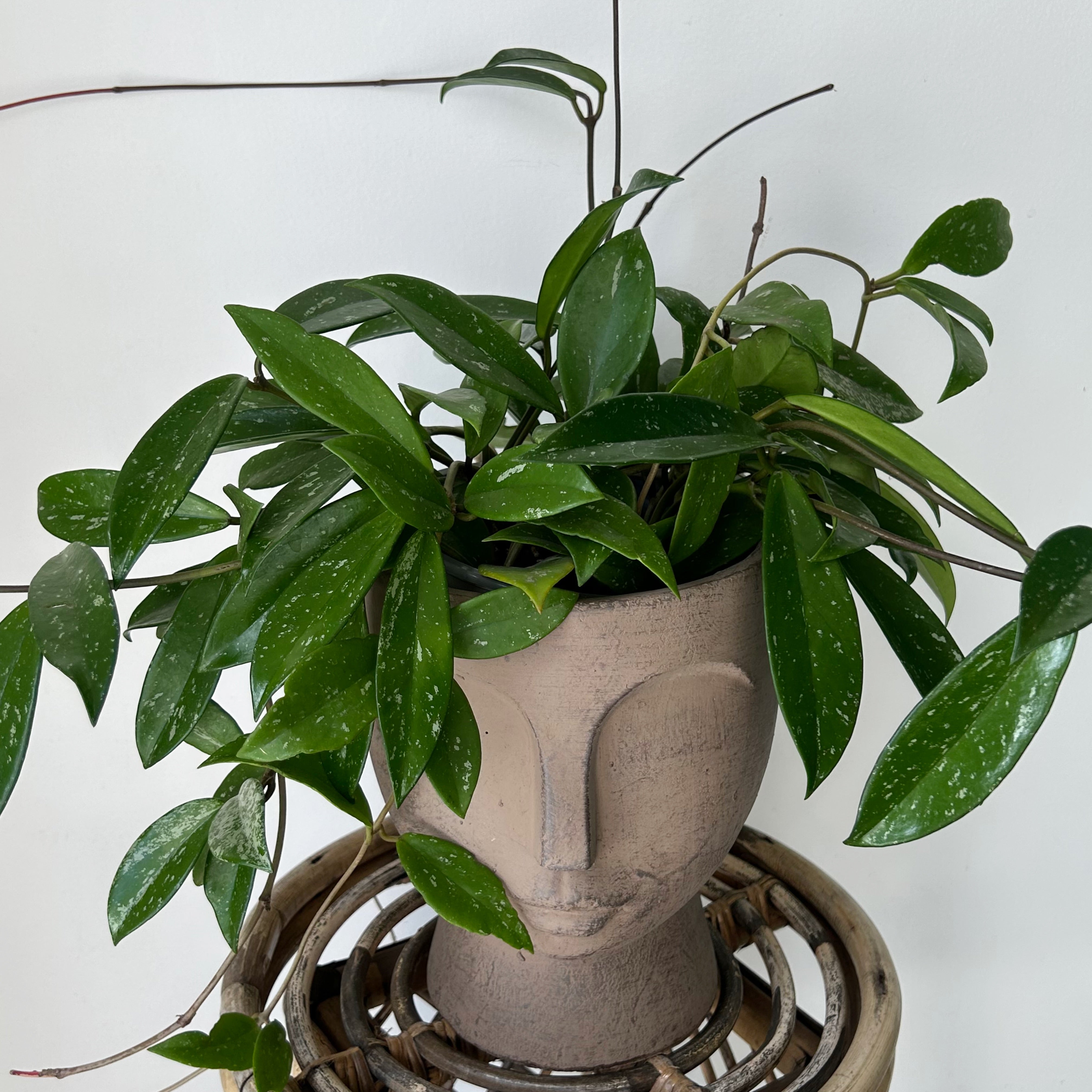 JUNO Pedestal Face Planter (7”x9)