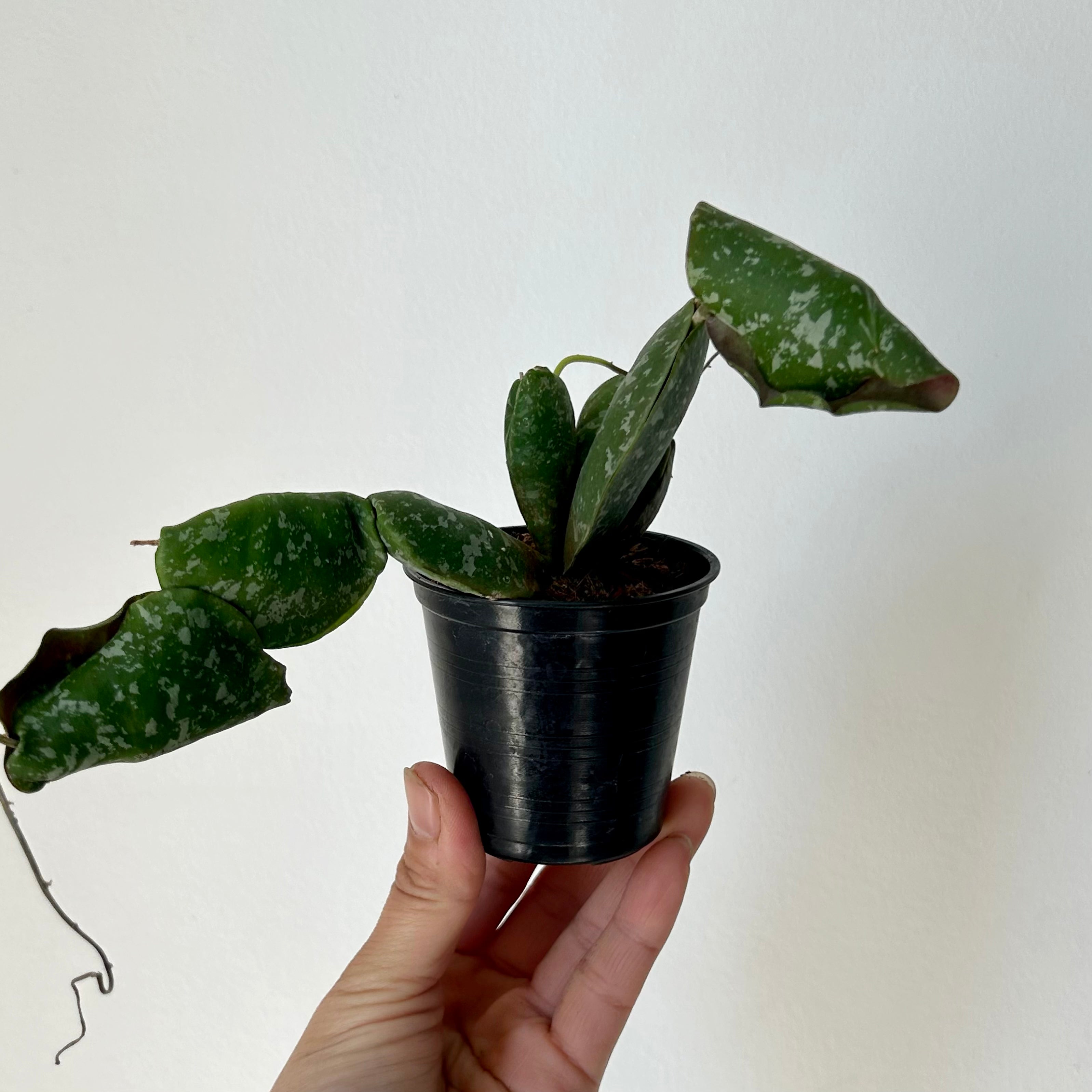 Hoya Imbricata 2.5”pot