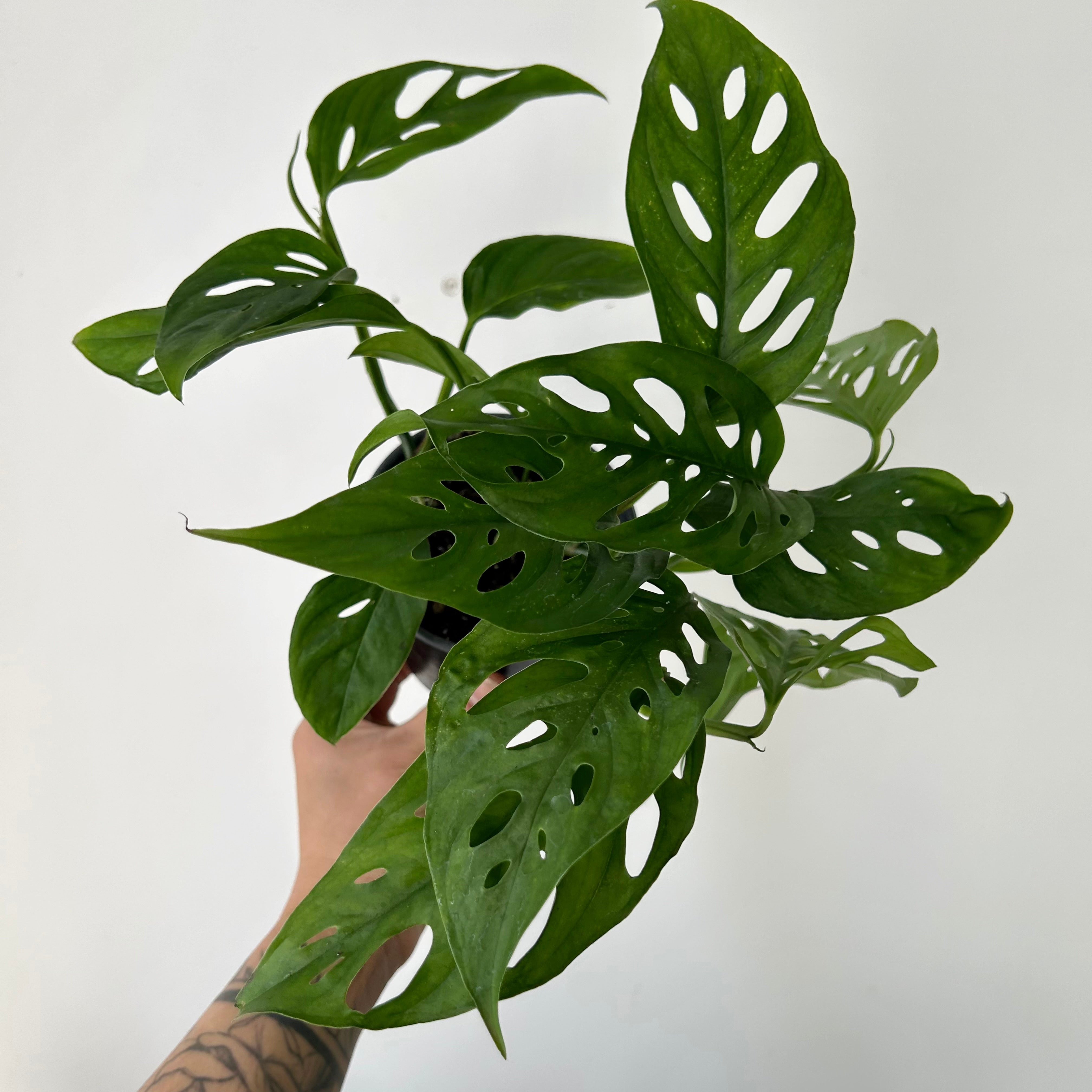 Monstera adansonii 4”pot