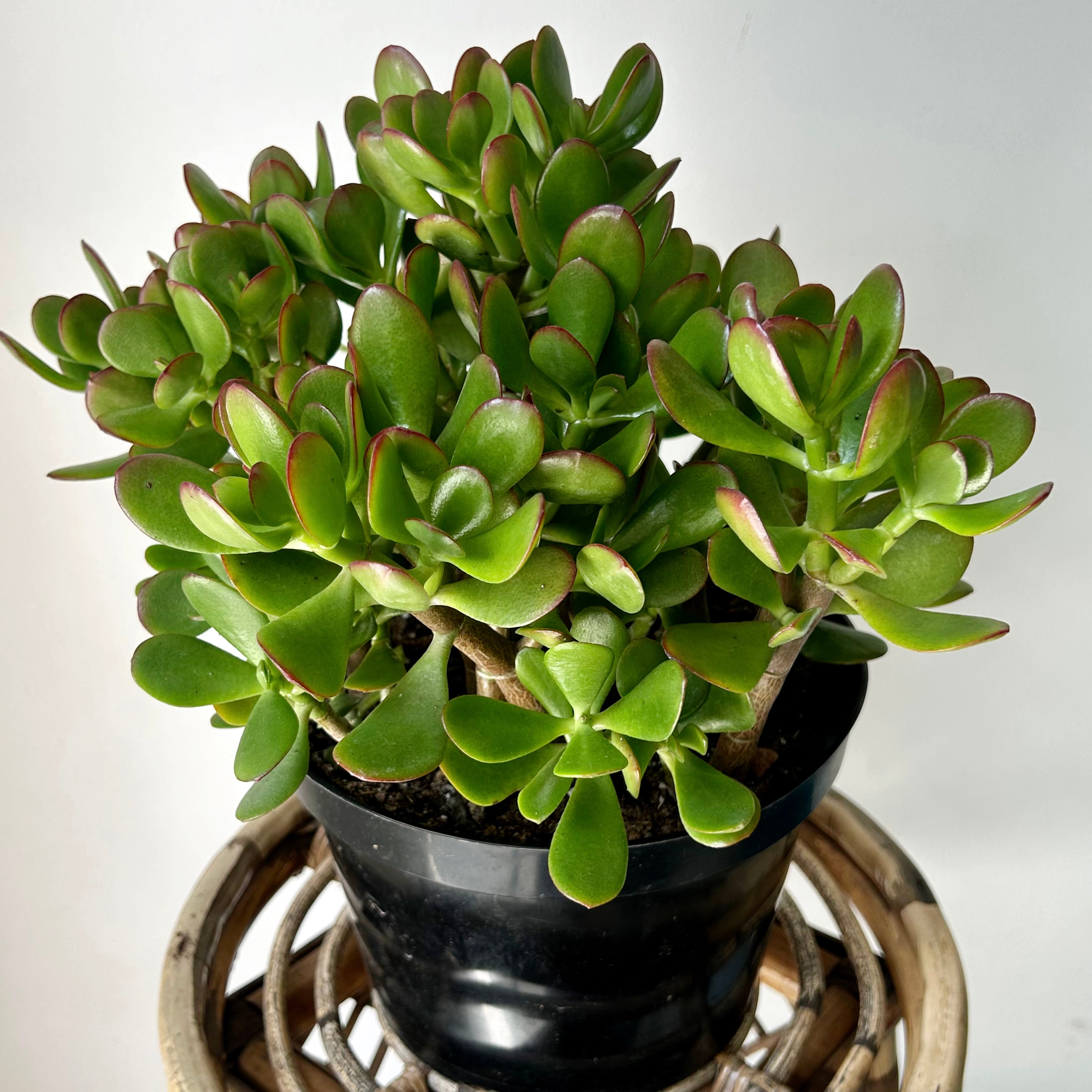 Jade Succulent Ovata “Sunset” approximately 1ft tall in 8”pot