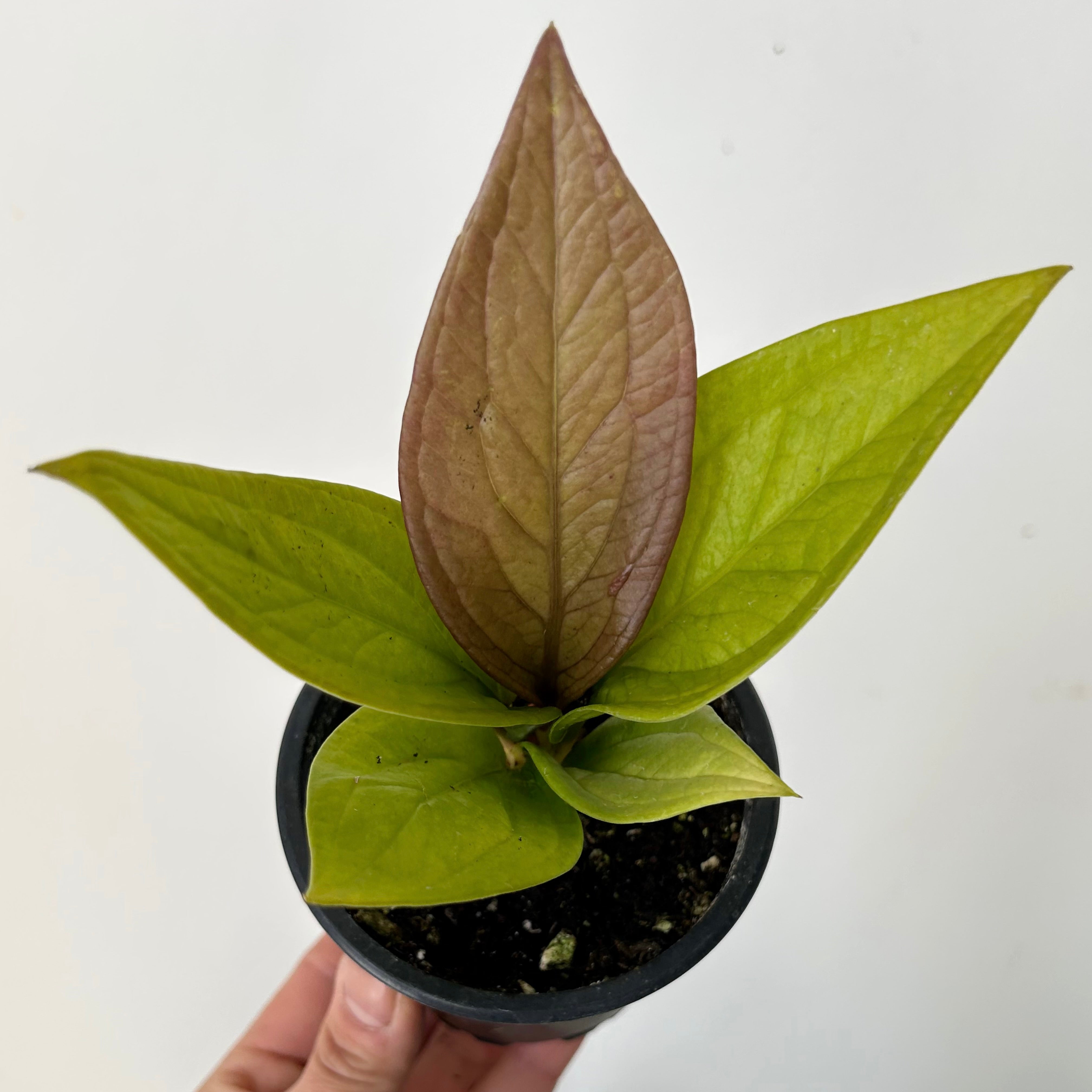 Anthurium Jenmanii Gold 3.5”pot