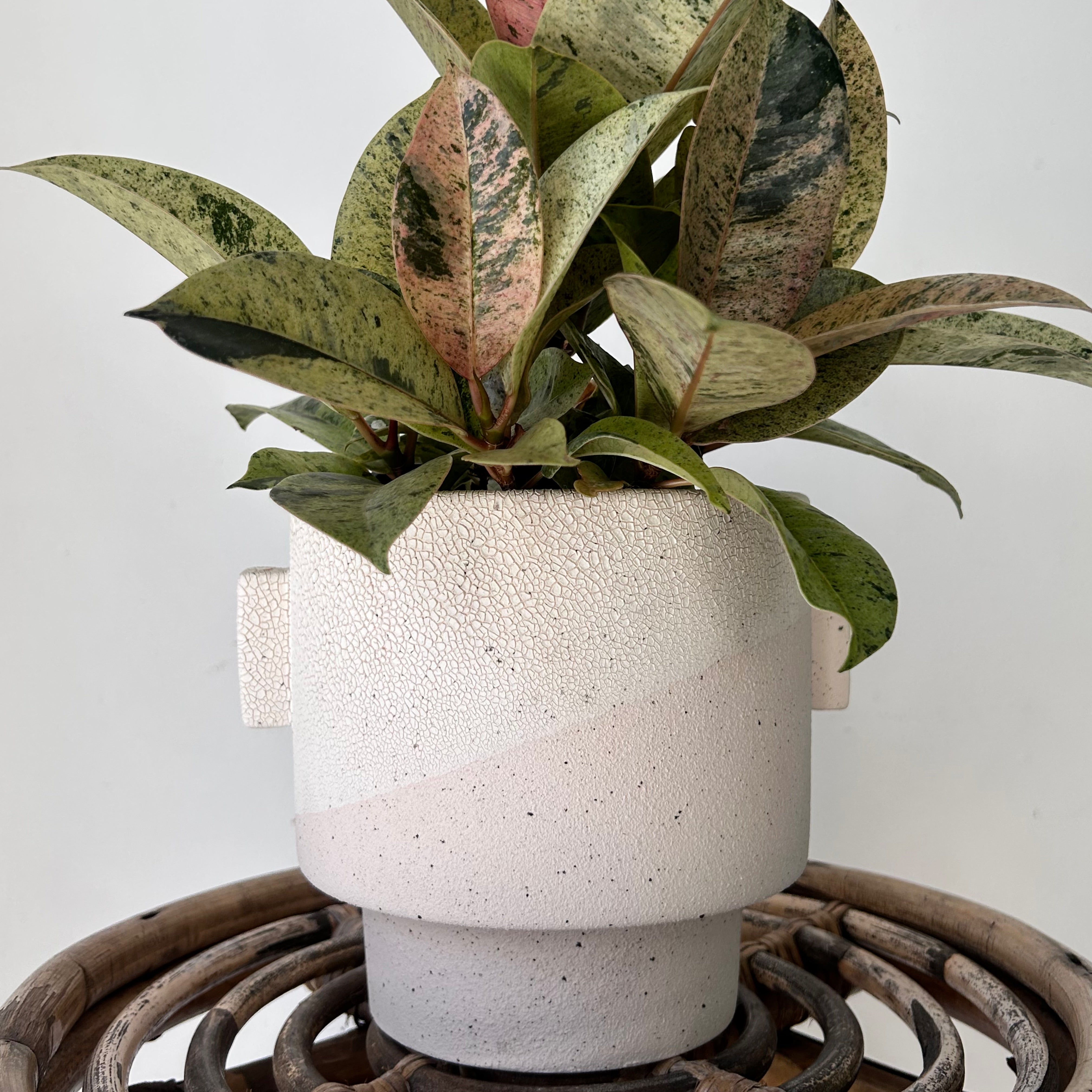 MILTON Decorative Planter (6x6”)