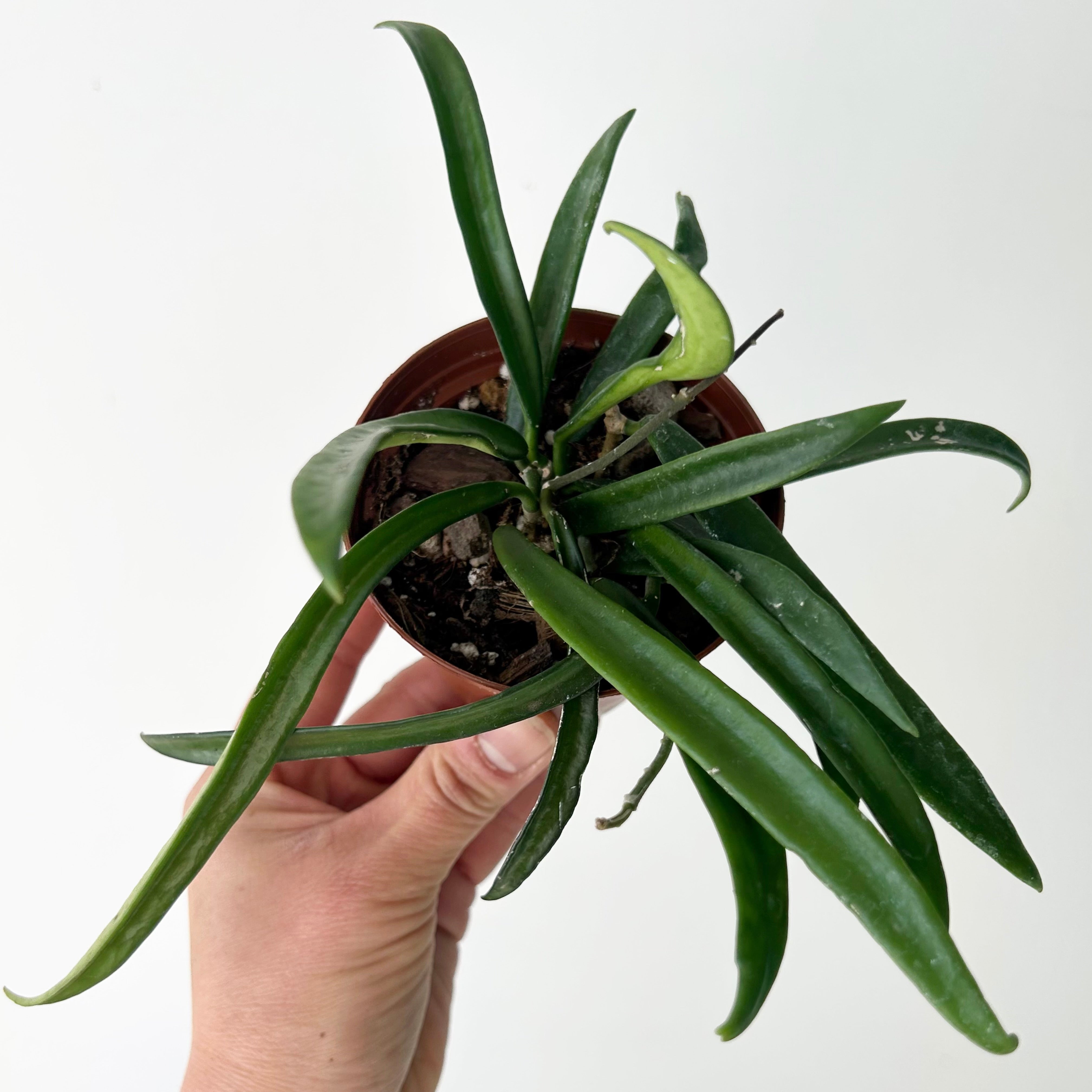 Hoya Shepherdii 3”pot