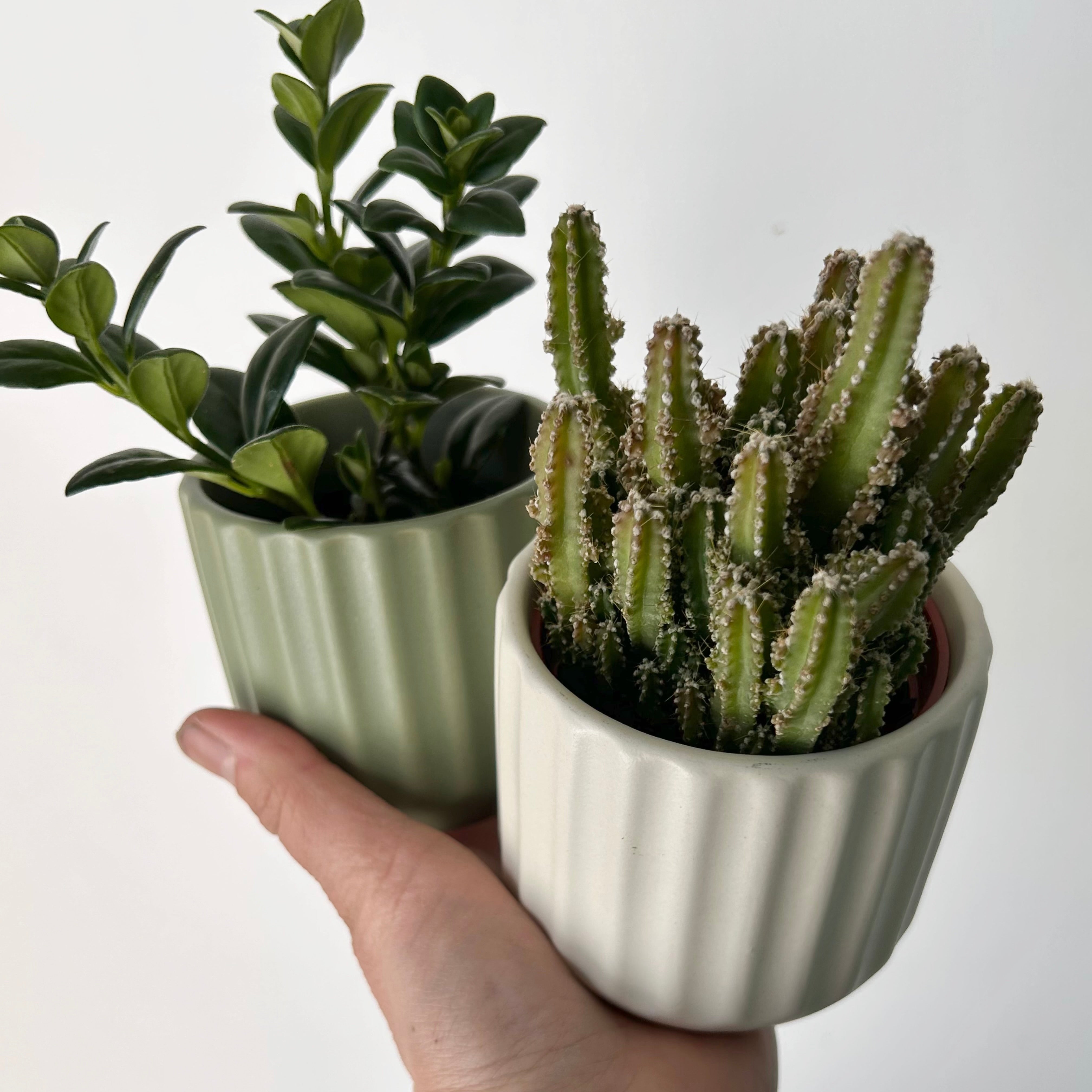BEAM Decorative Planter (3”x3) available in two colours