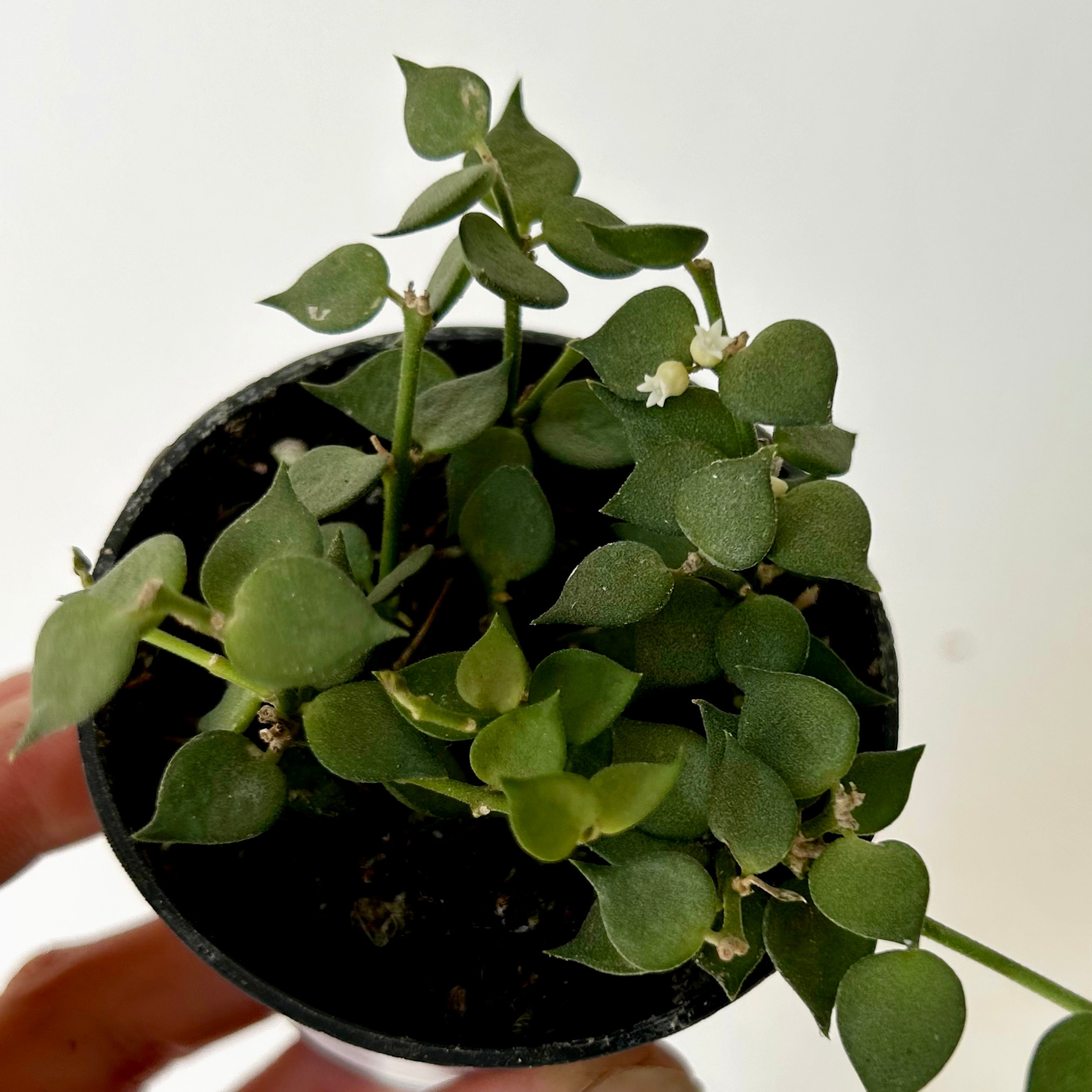 Dischidia “Million Hearts” Ruscifolia 2.5"pot