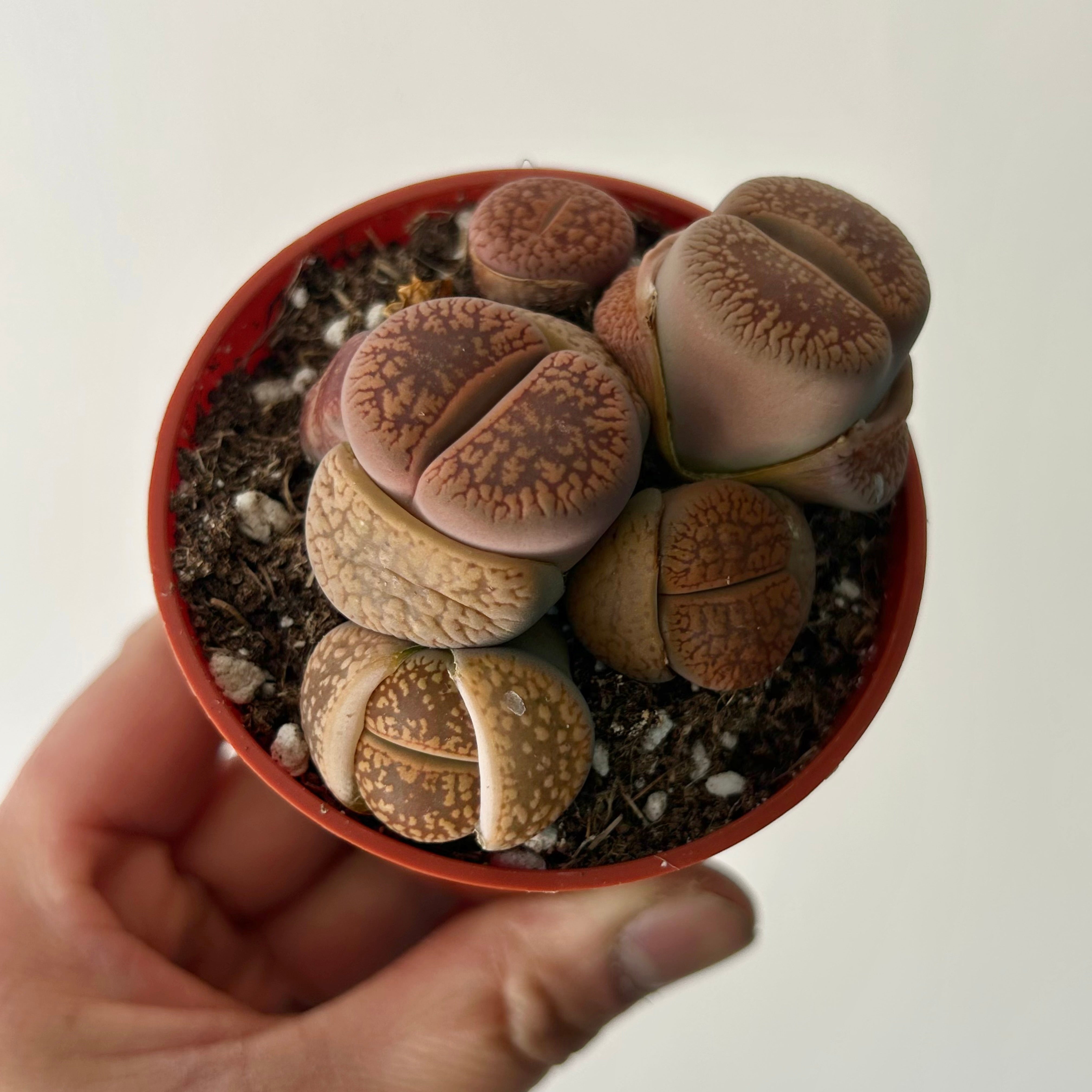 Living Stone Succulent (Lithops) 3" pot
