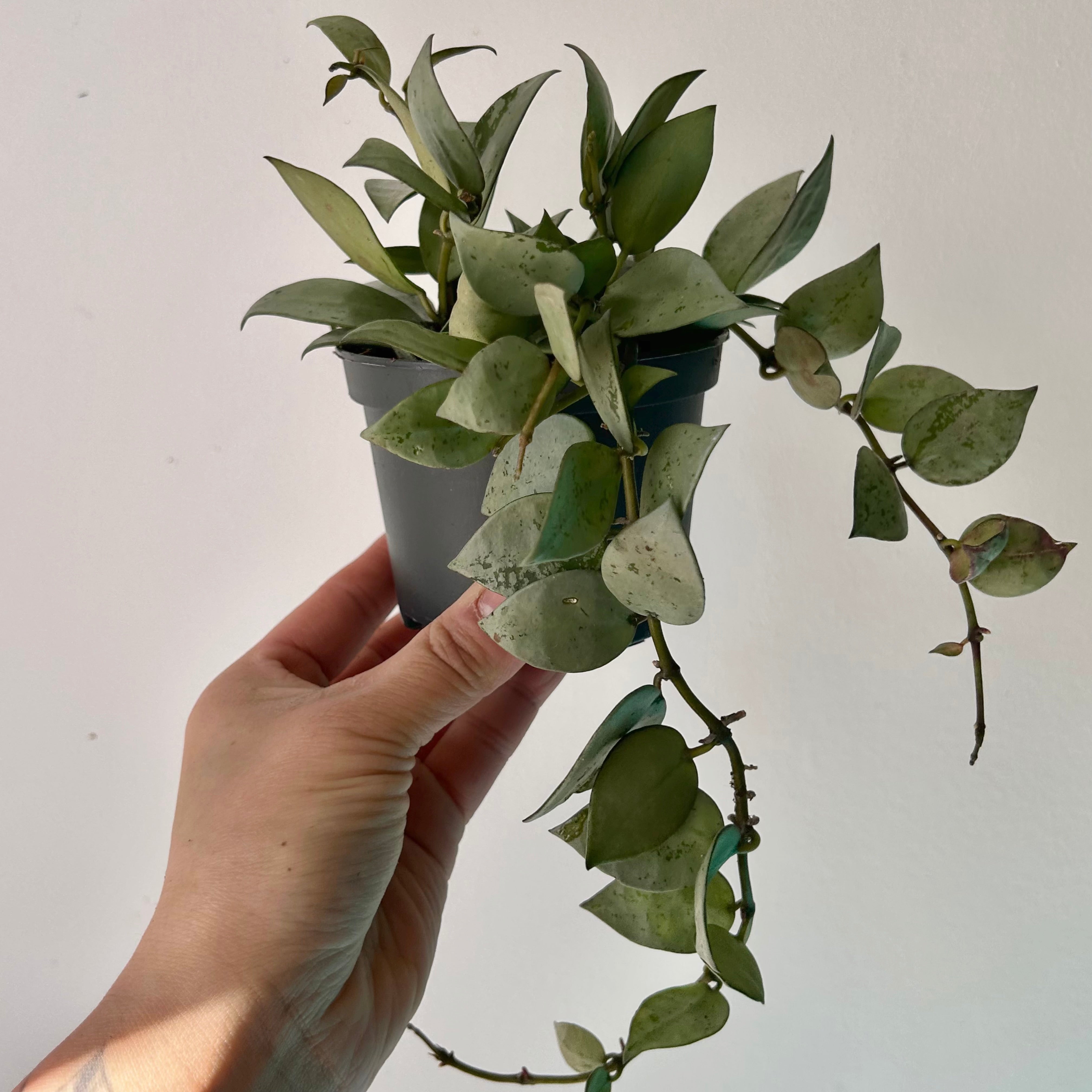 Hoya lacunosa “silver” 3.5”pot