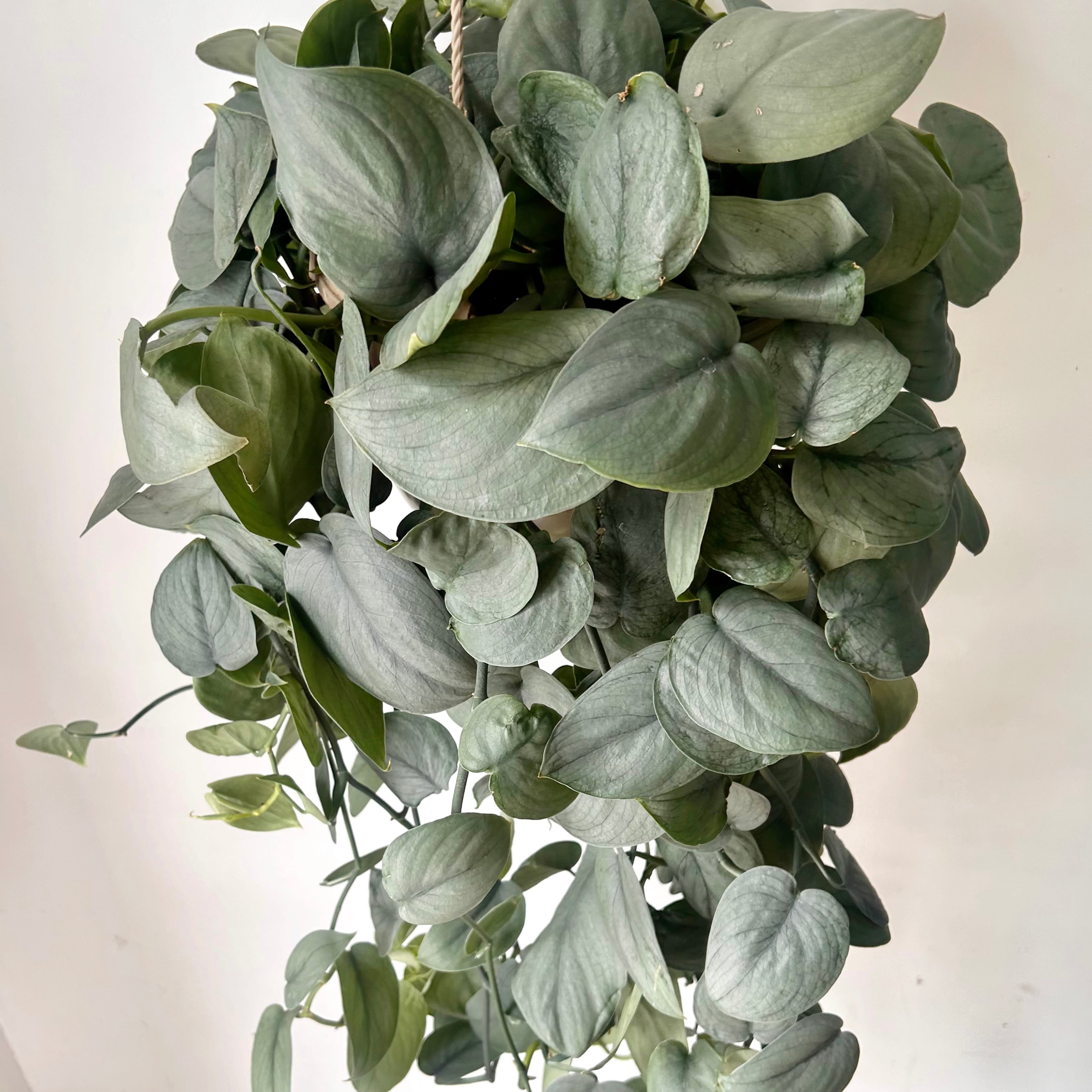 Scindapsus “Java Platinum” 8”hanging basket