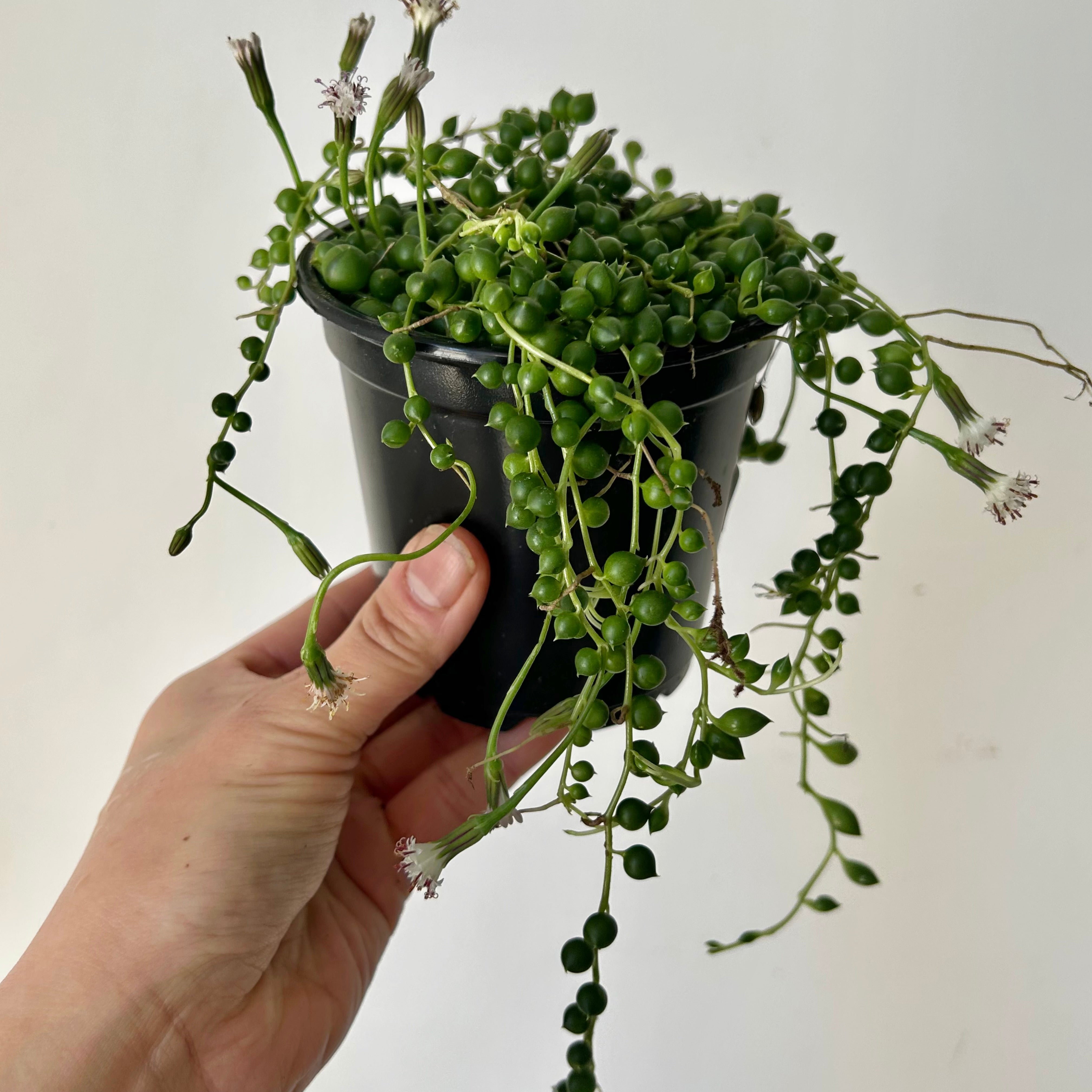 String of Pearls (Senecio) 4”pot