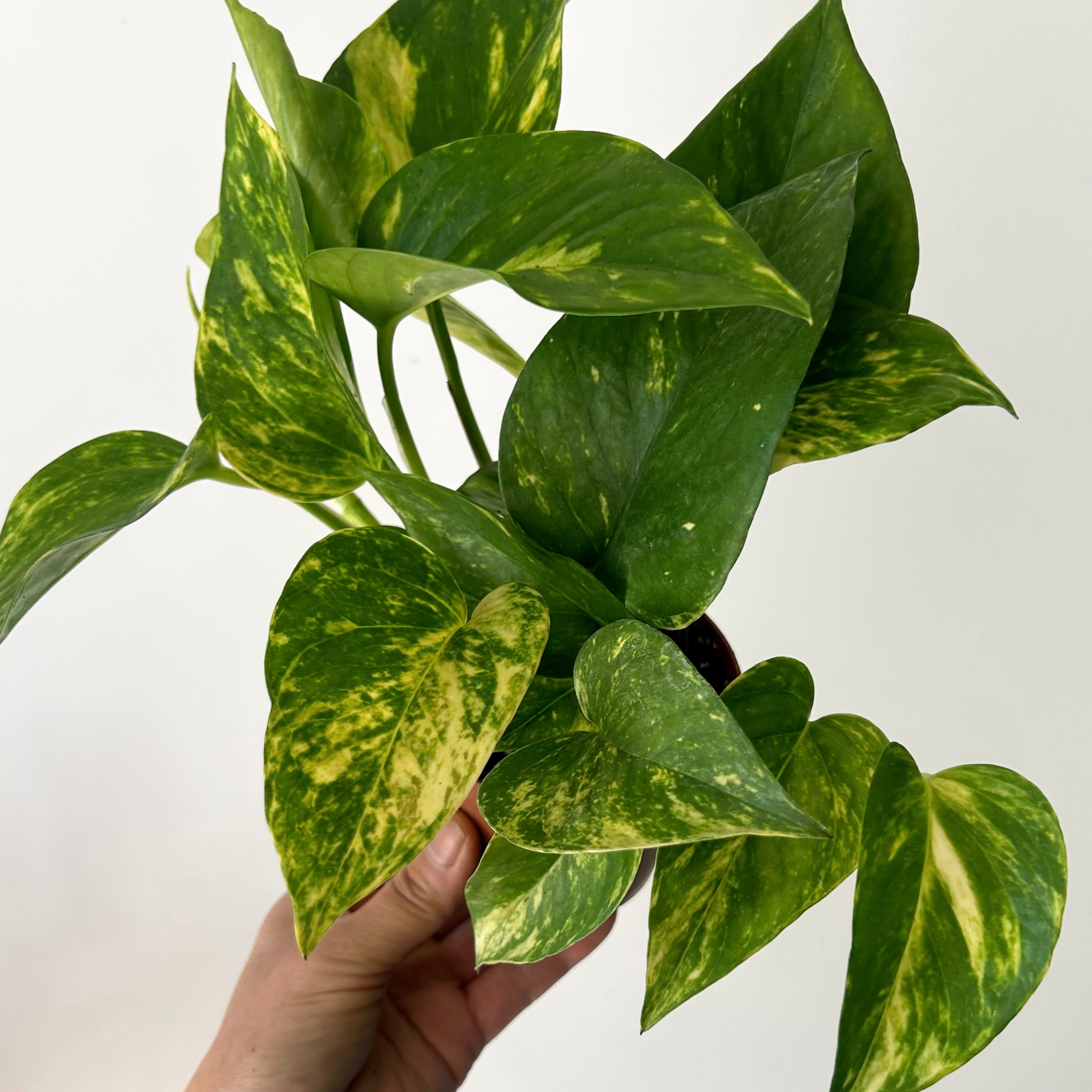 Golden Pothos  3.5” pot