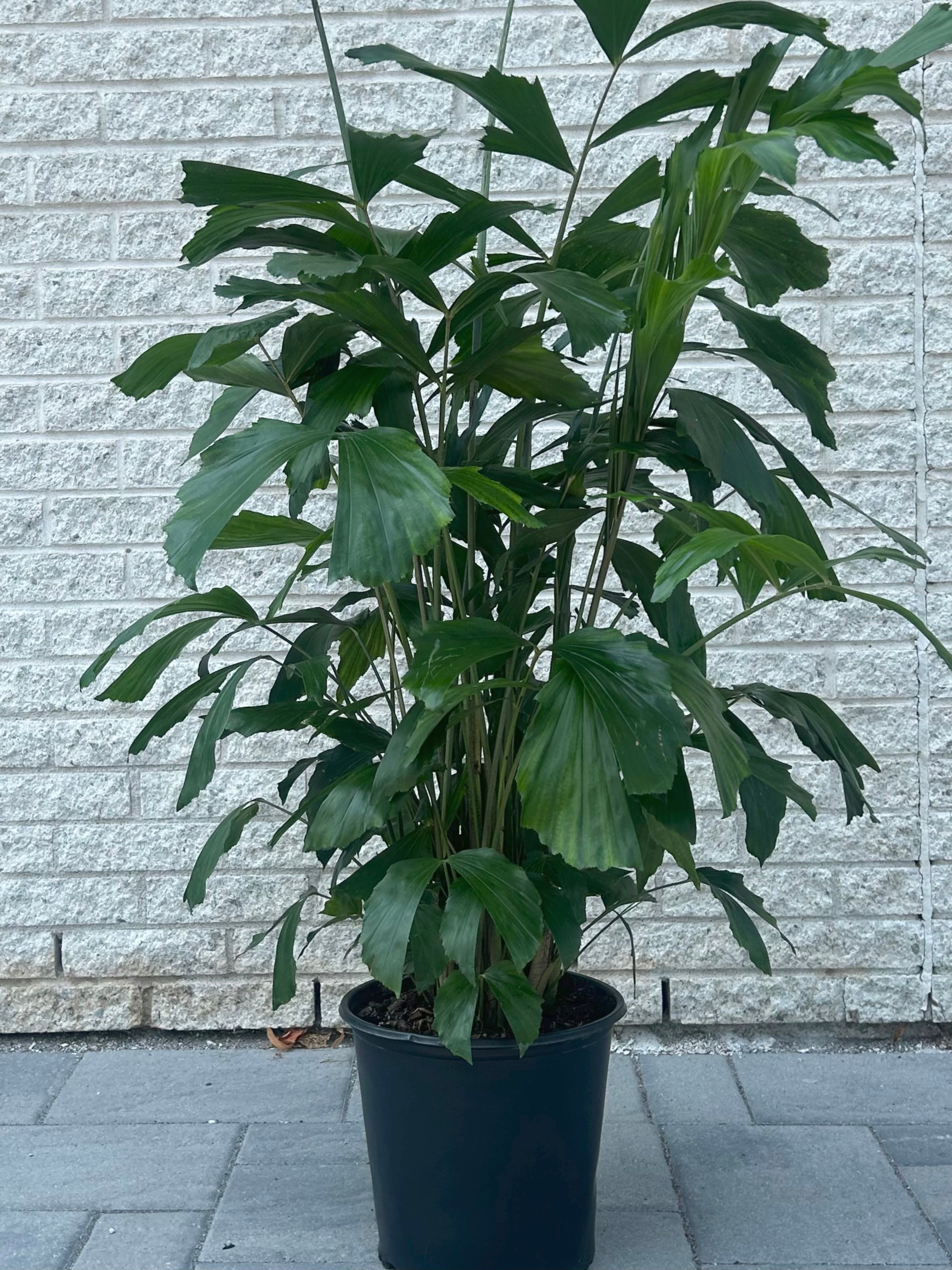 Fish Tail Palm (Caryota mitis) approximately 4 ft tall in 10” pot