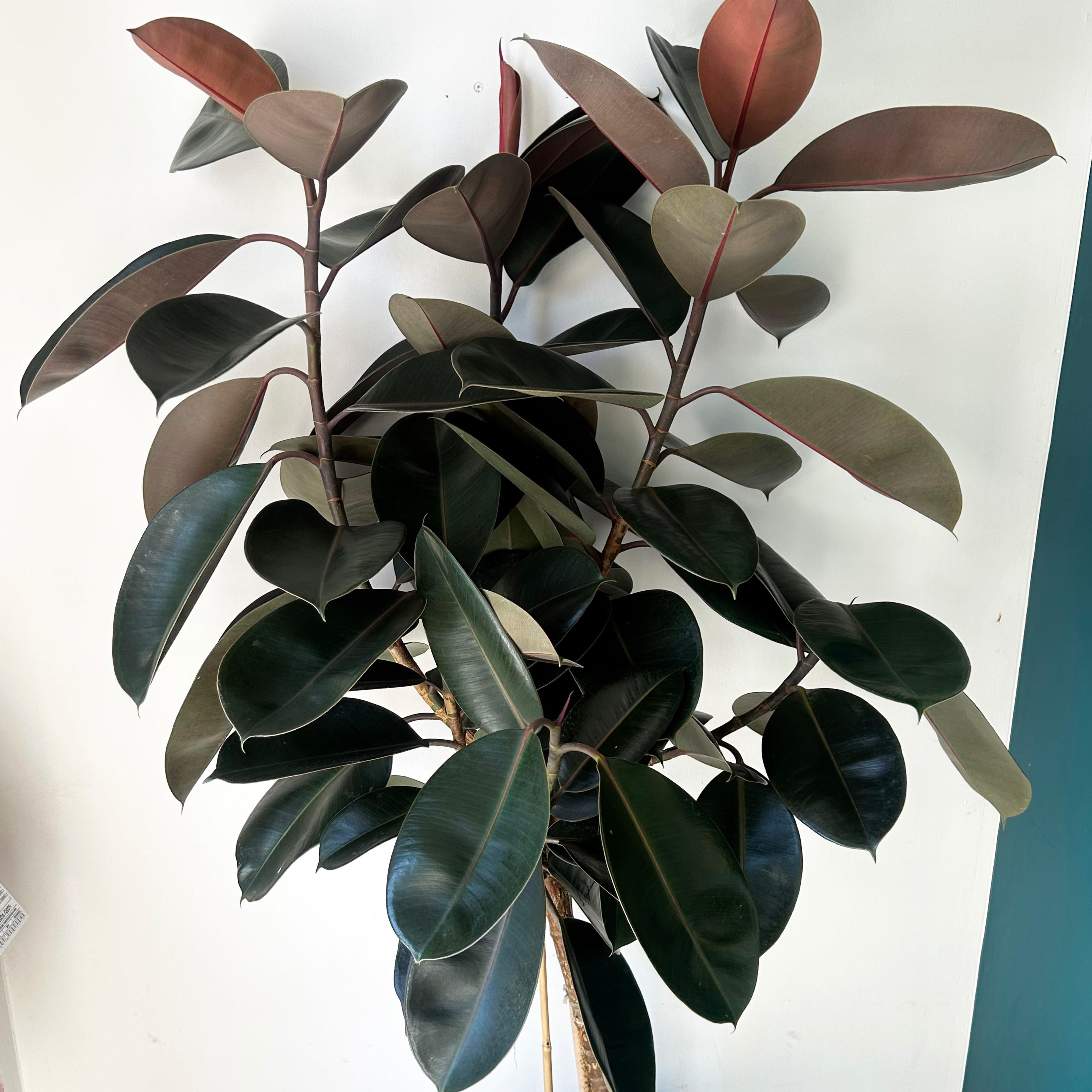 Burgundy Rubber Fig Tree (Ficus Elastica) approximately 5ft tall in 14”pot