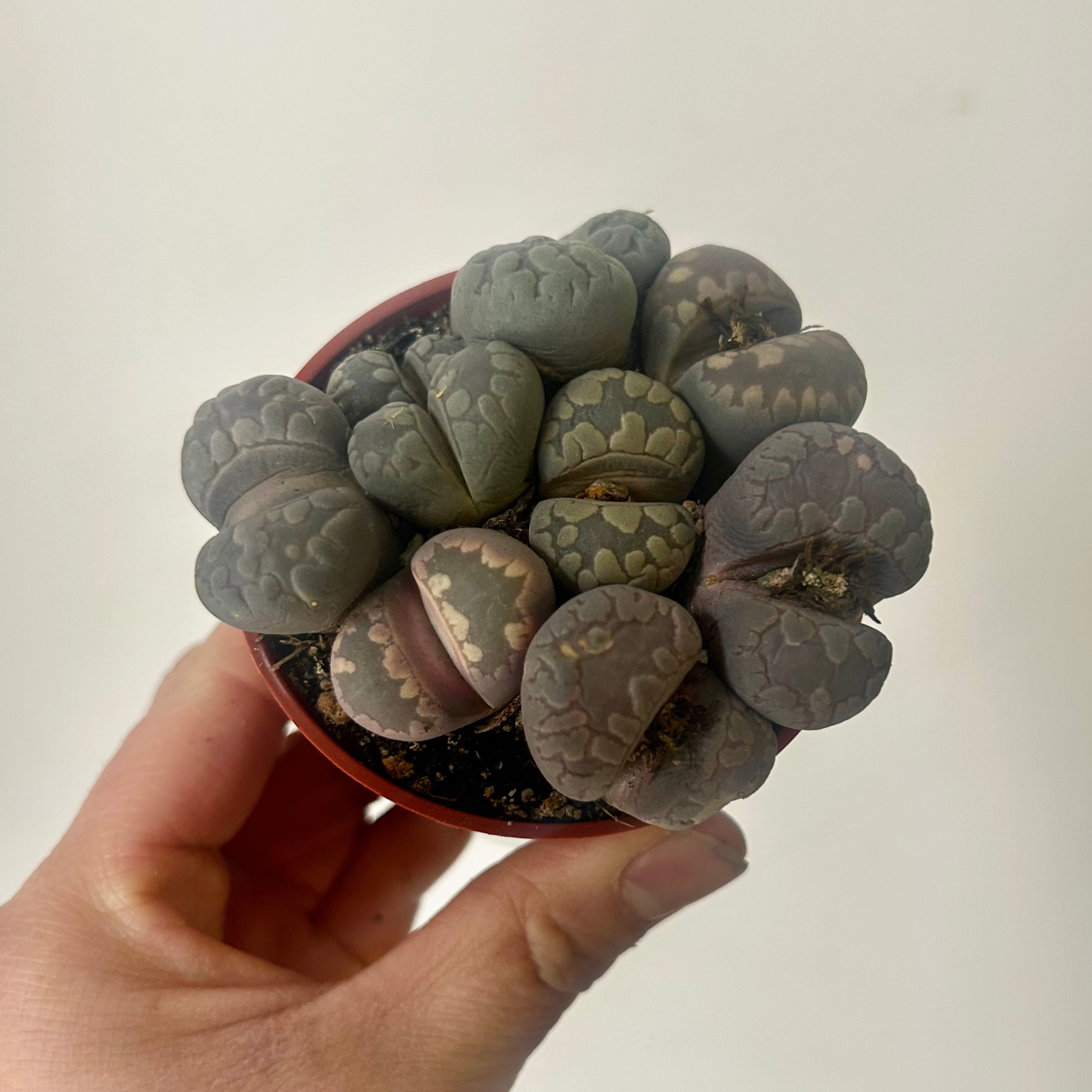 Living Stone Succulent (Lithops) 3" pot