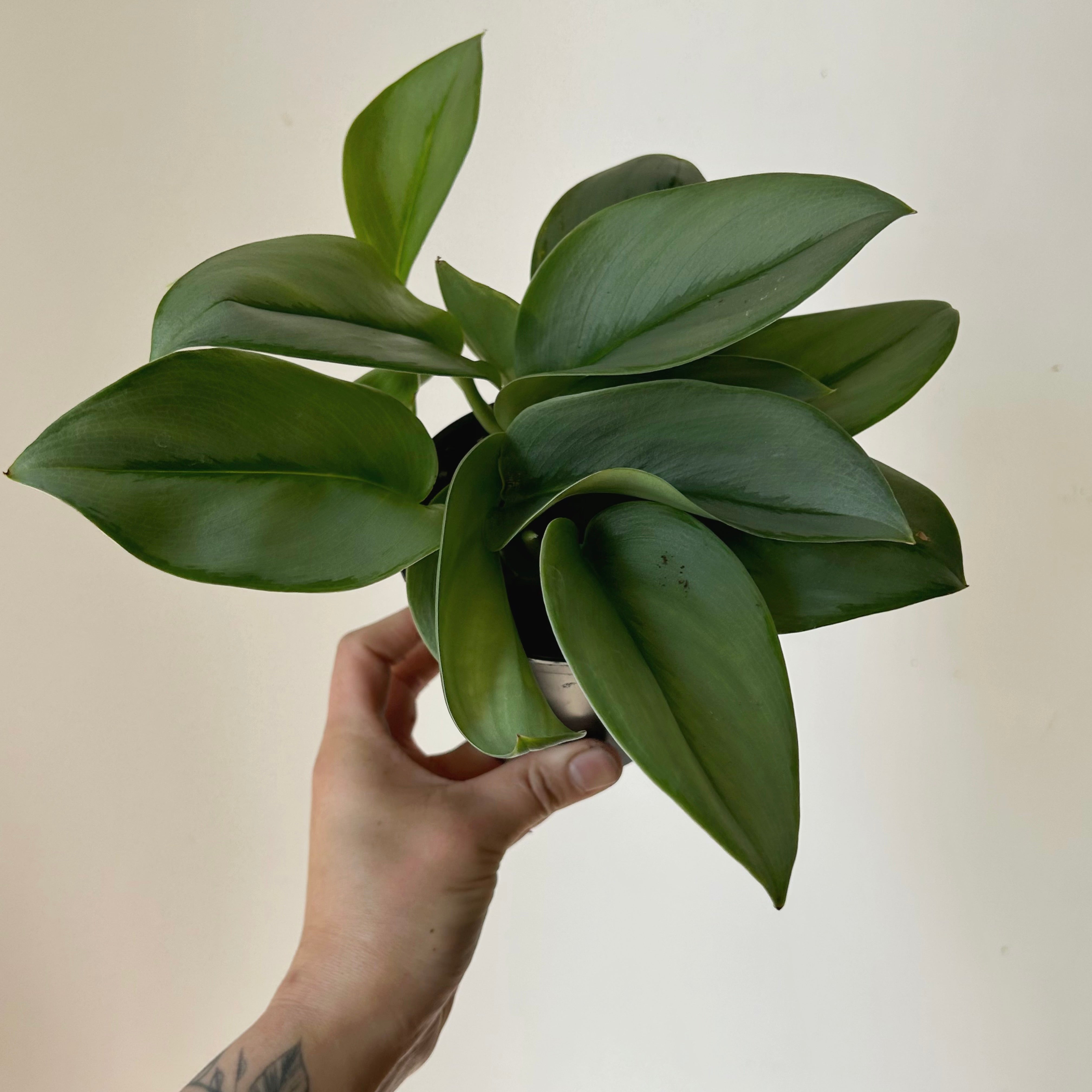 Scindapsus treubii "Moonlight" 3.5”pot