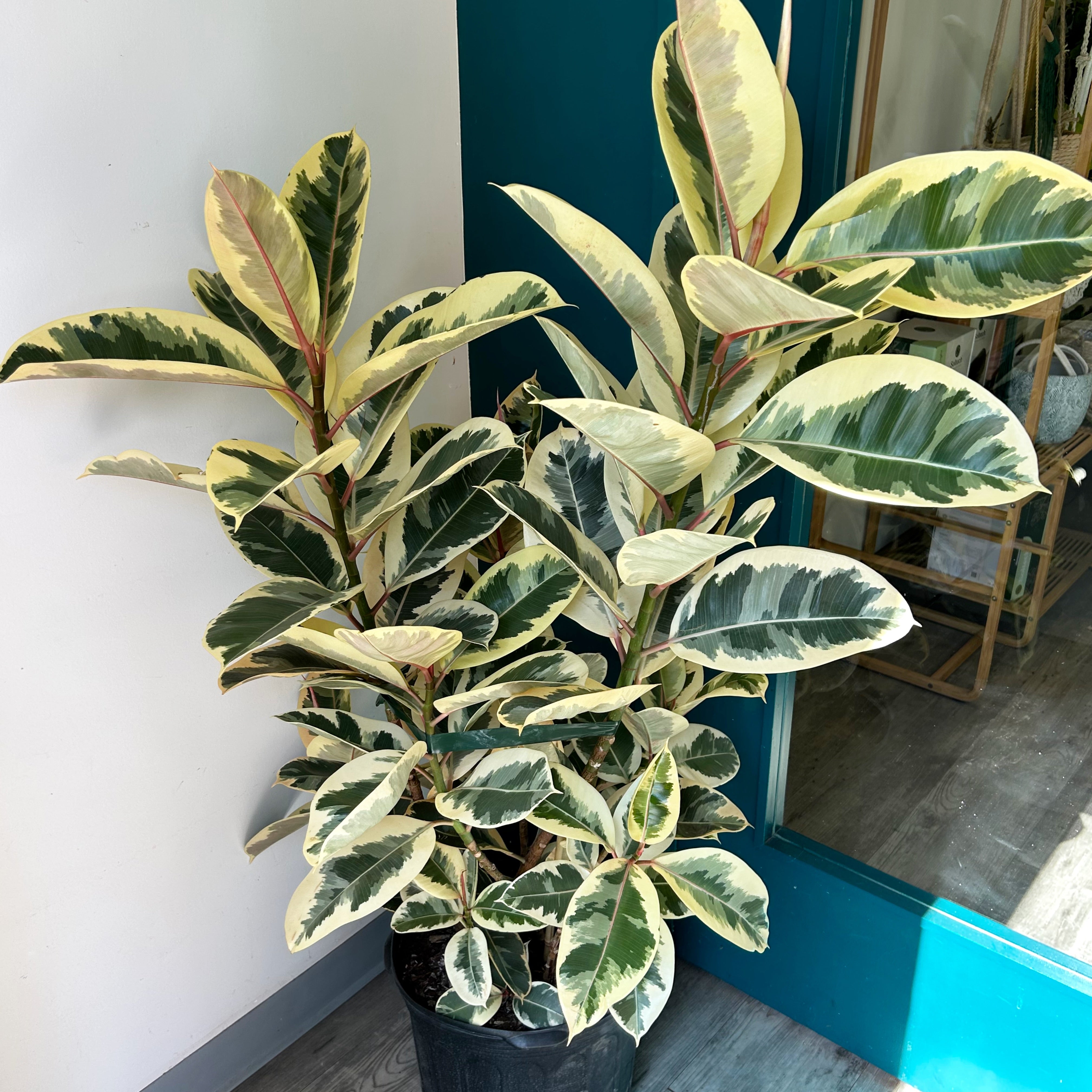 Ficus Elastica “Tineke” column approximately 5ft tall in 14”pot