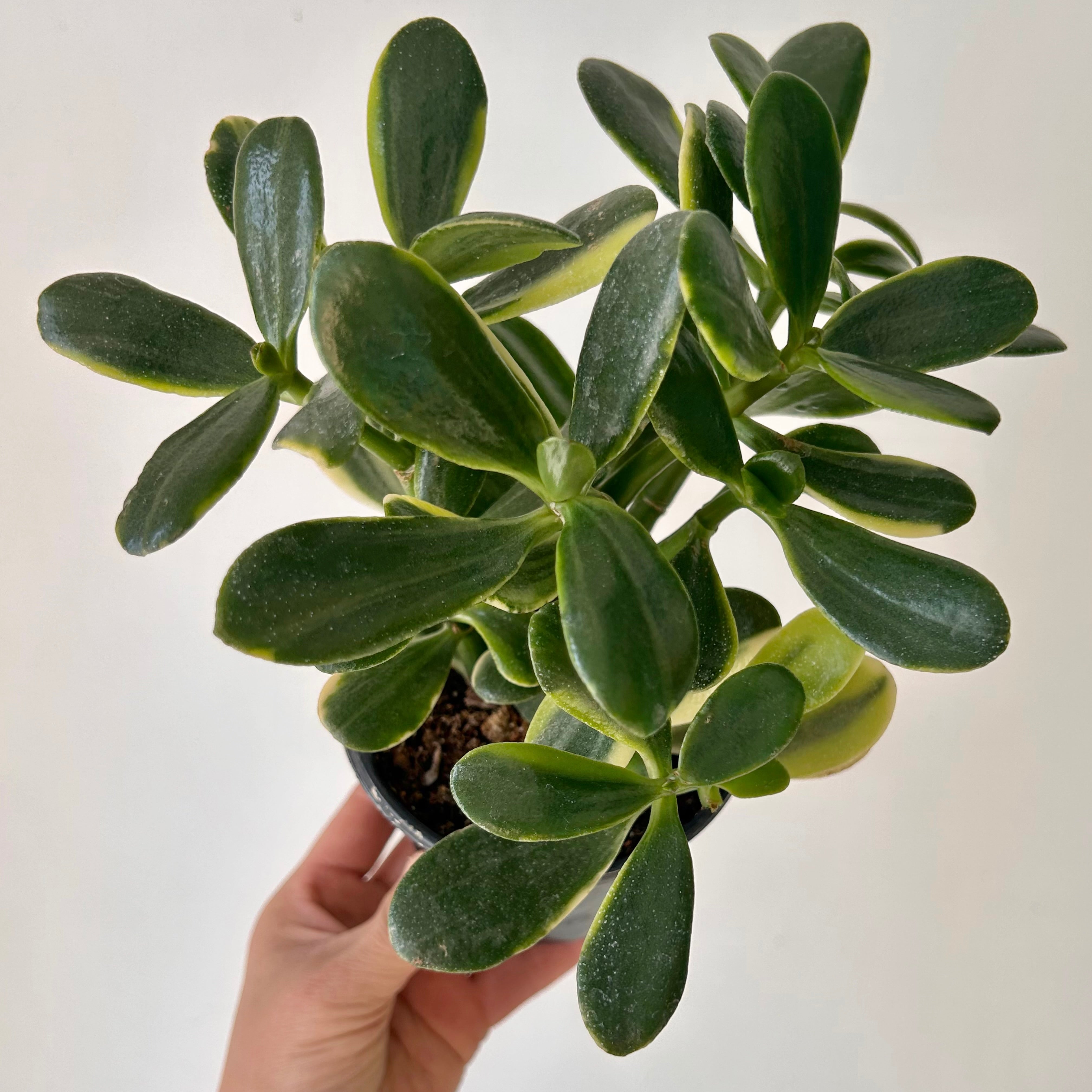Golden Variegated Jade Succulent  (Crassula ovata) 4”pot