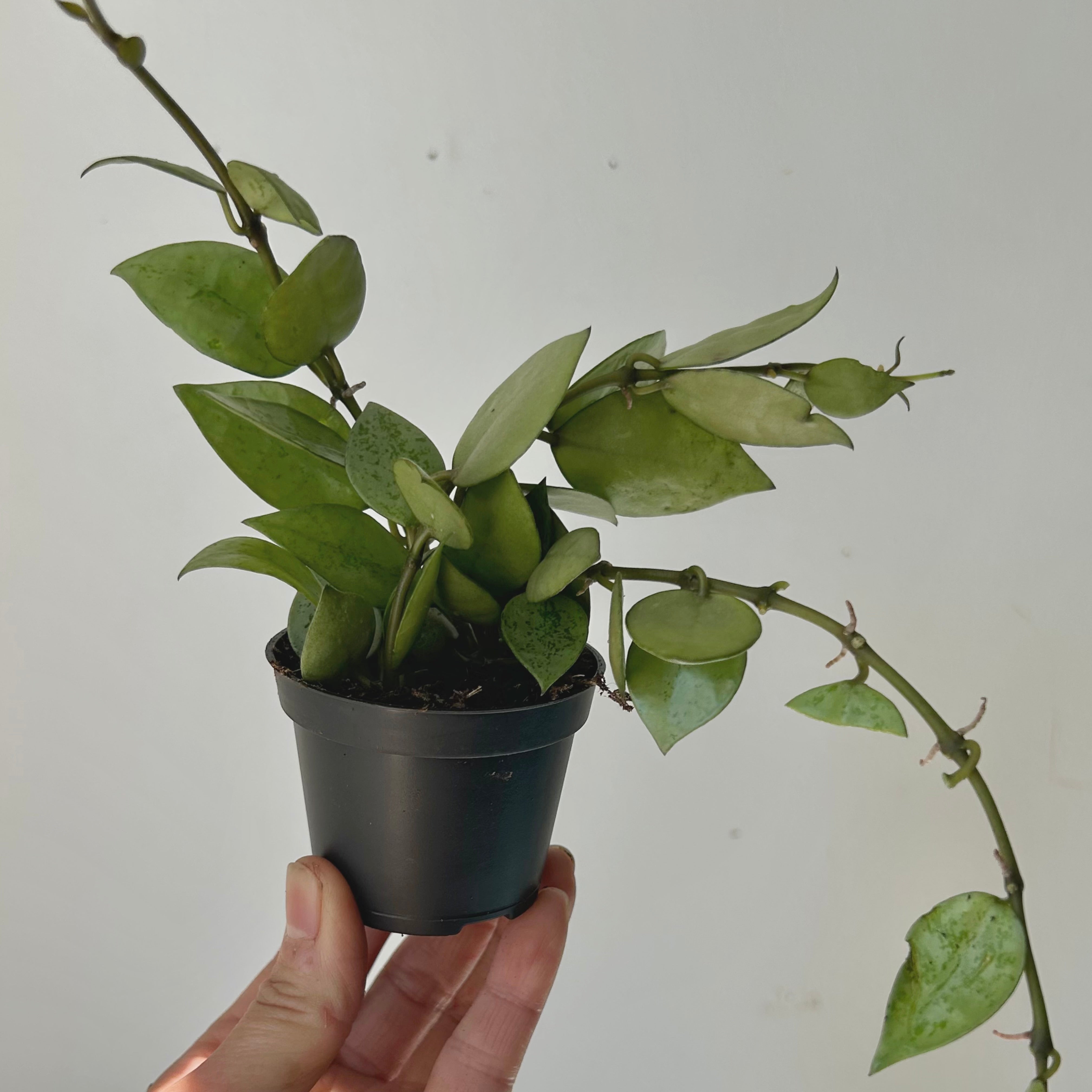 Hoya Krohniana Silver 2.5”pot