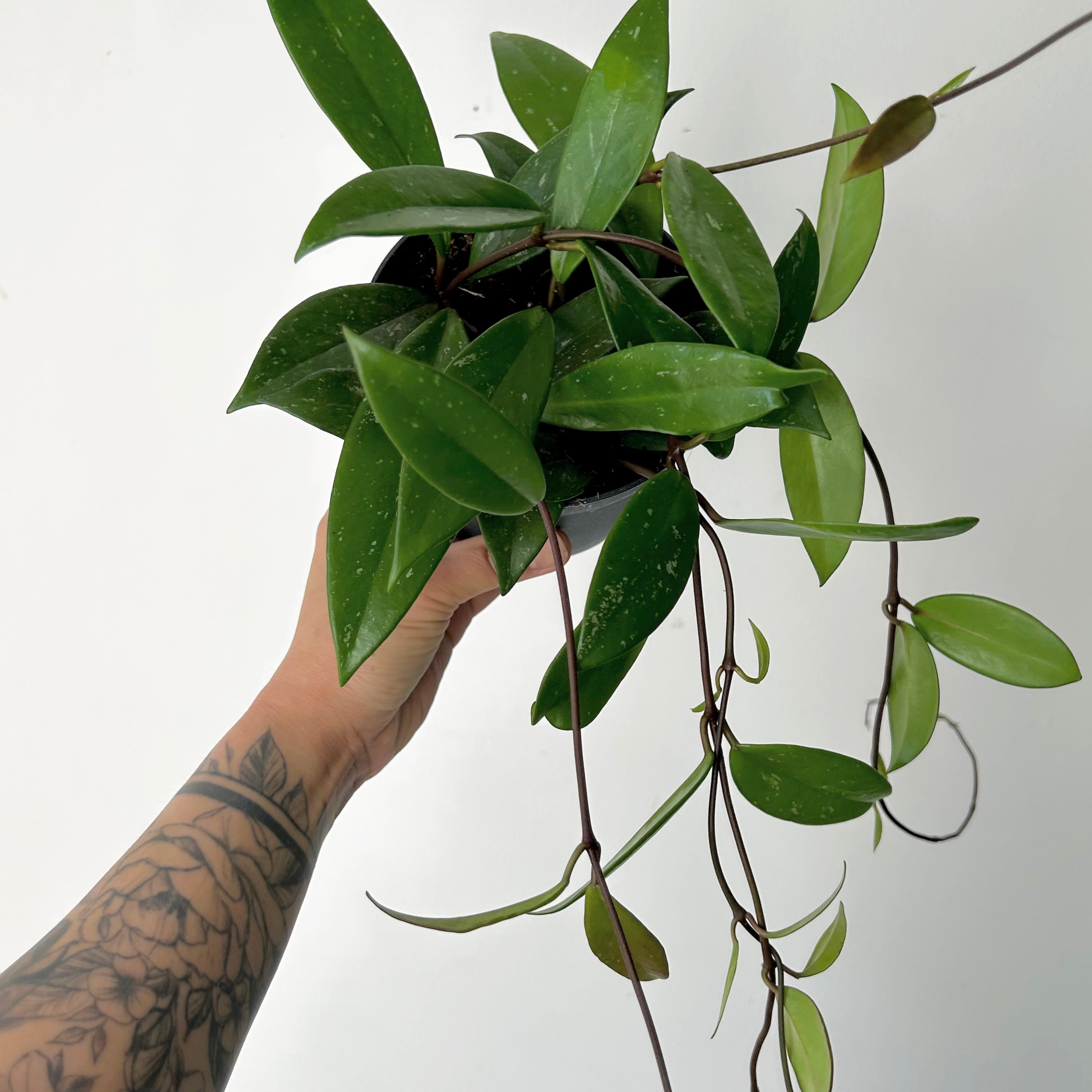 Hoya Pubicalyx 5”pot