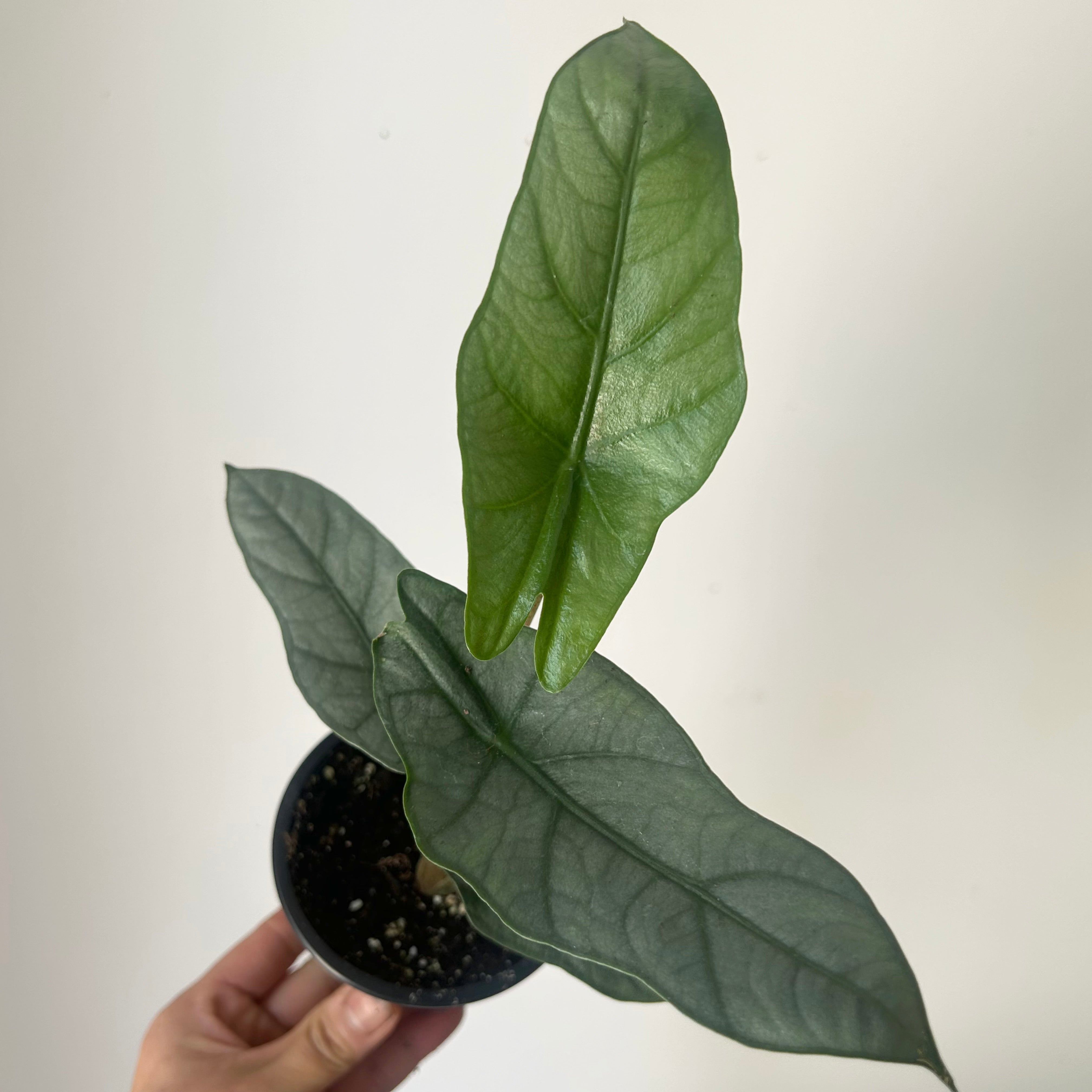 Alocasia heterophylla “Metallic Blue” 3.5”pot