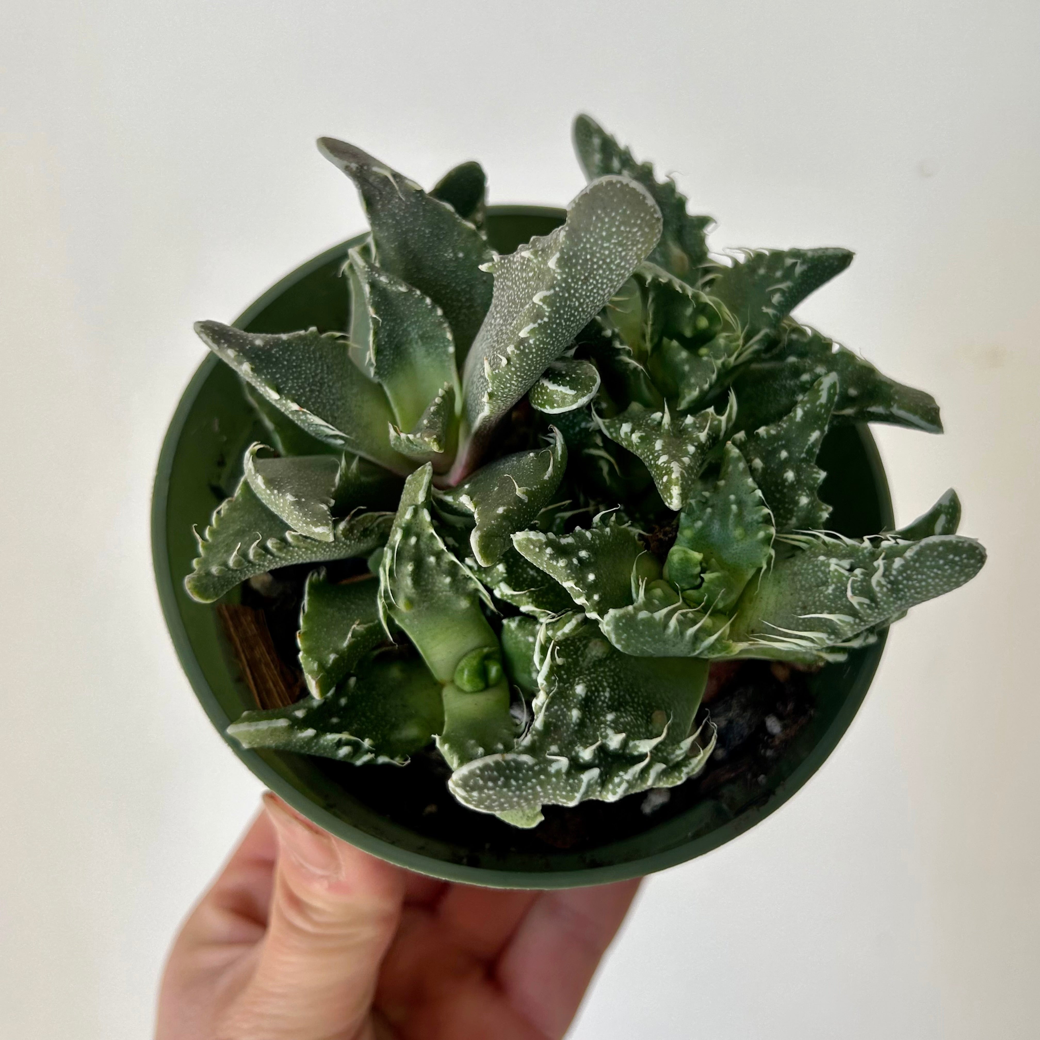 Tiger Jaw Succulent (Faucaria tigrina) 3.5”pot