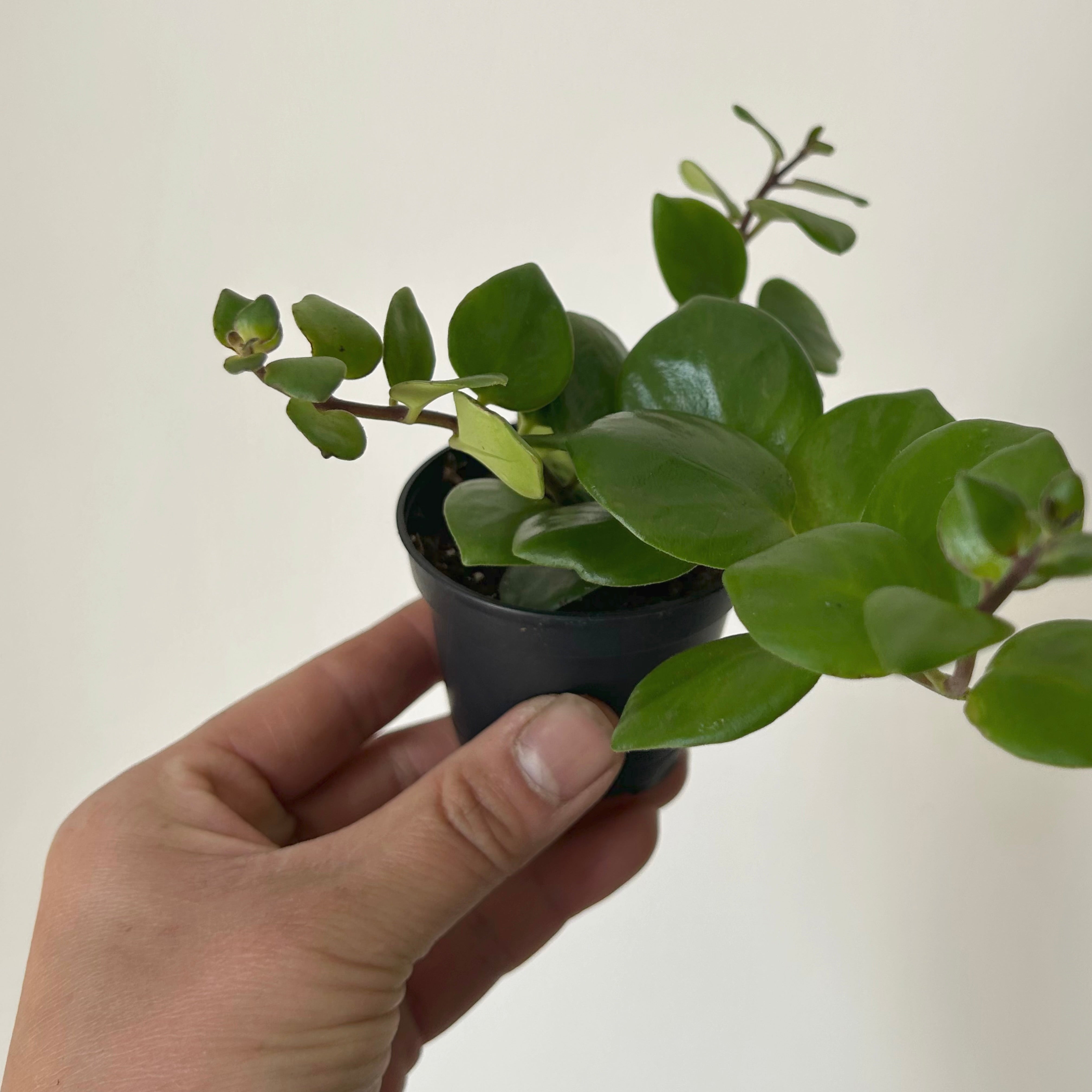 Pink Thai Lipstick vine (Aeschynanthus Radicans) 2.5”pot