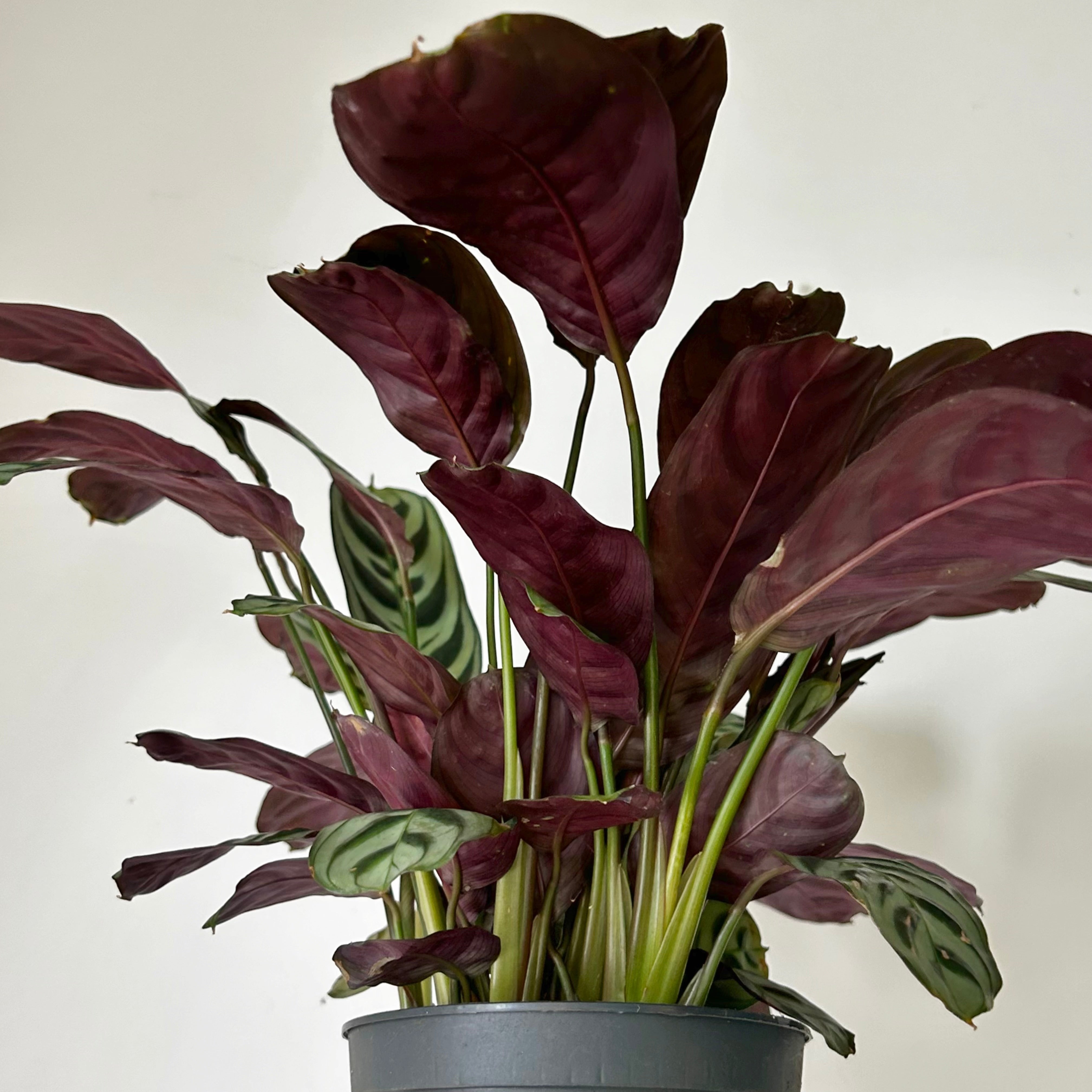 Calathea Fishbone Prayer Plant (Burle Marx) 5”pot