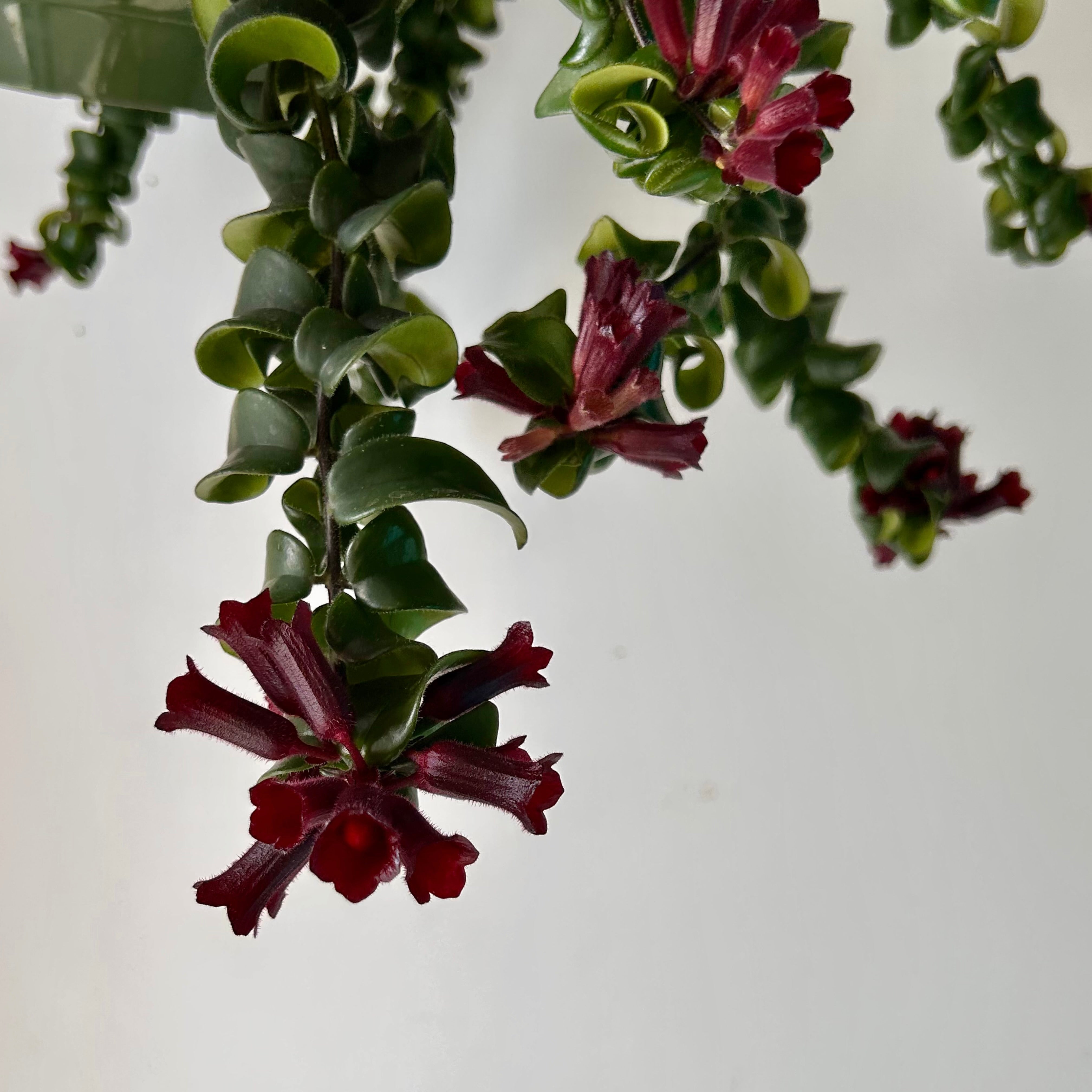 Rasta Lipstick Plant (Aeschynanthus radicans) 8”hanging pot