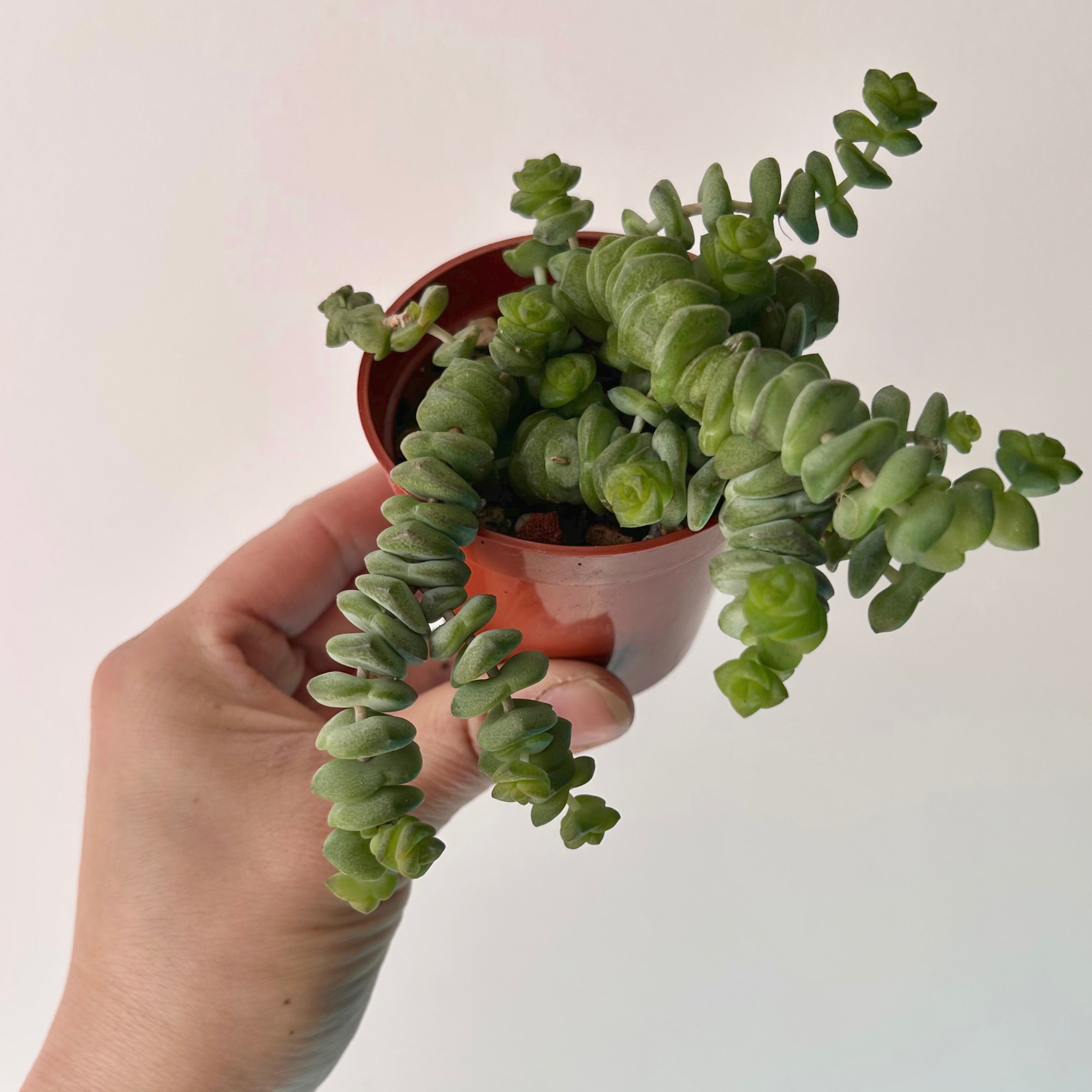 Jade Necklace (Crassula Marnieriana) 3”pot
