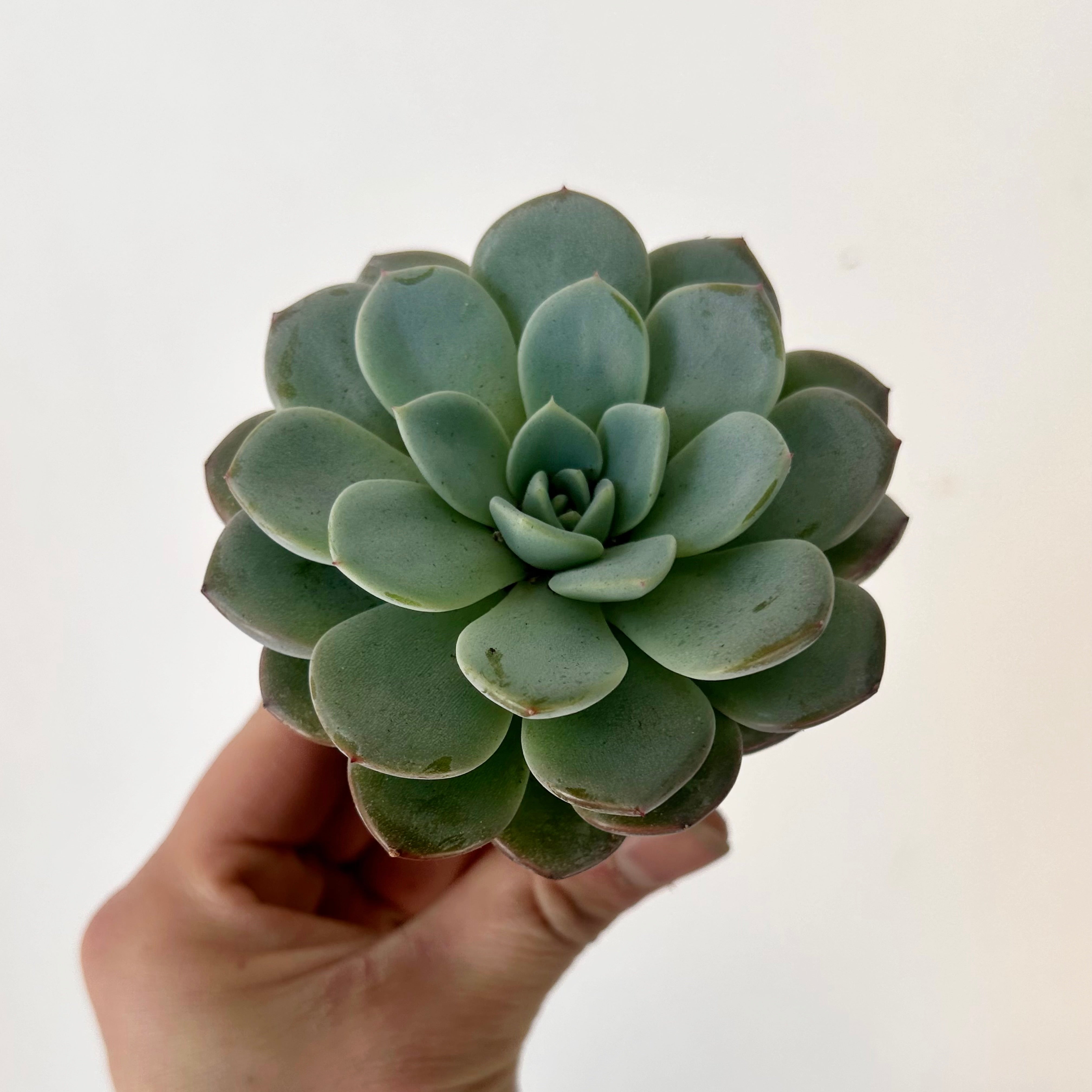 Echeveria elegans 2.5" pot