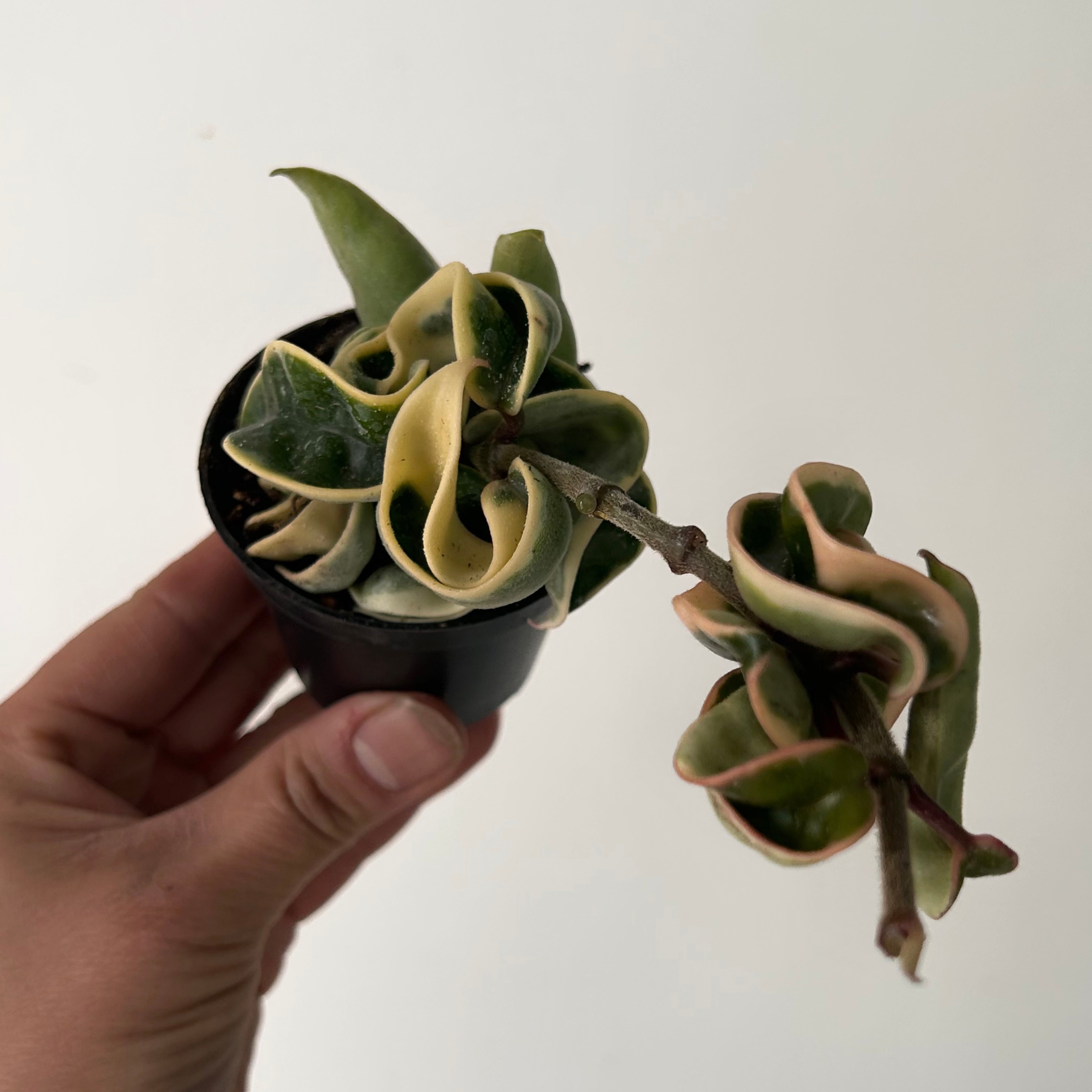 Variegated Rope Hoya (Carnosa compacta) 2.5” pot