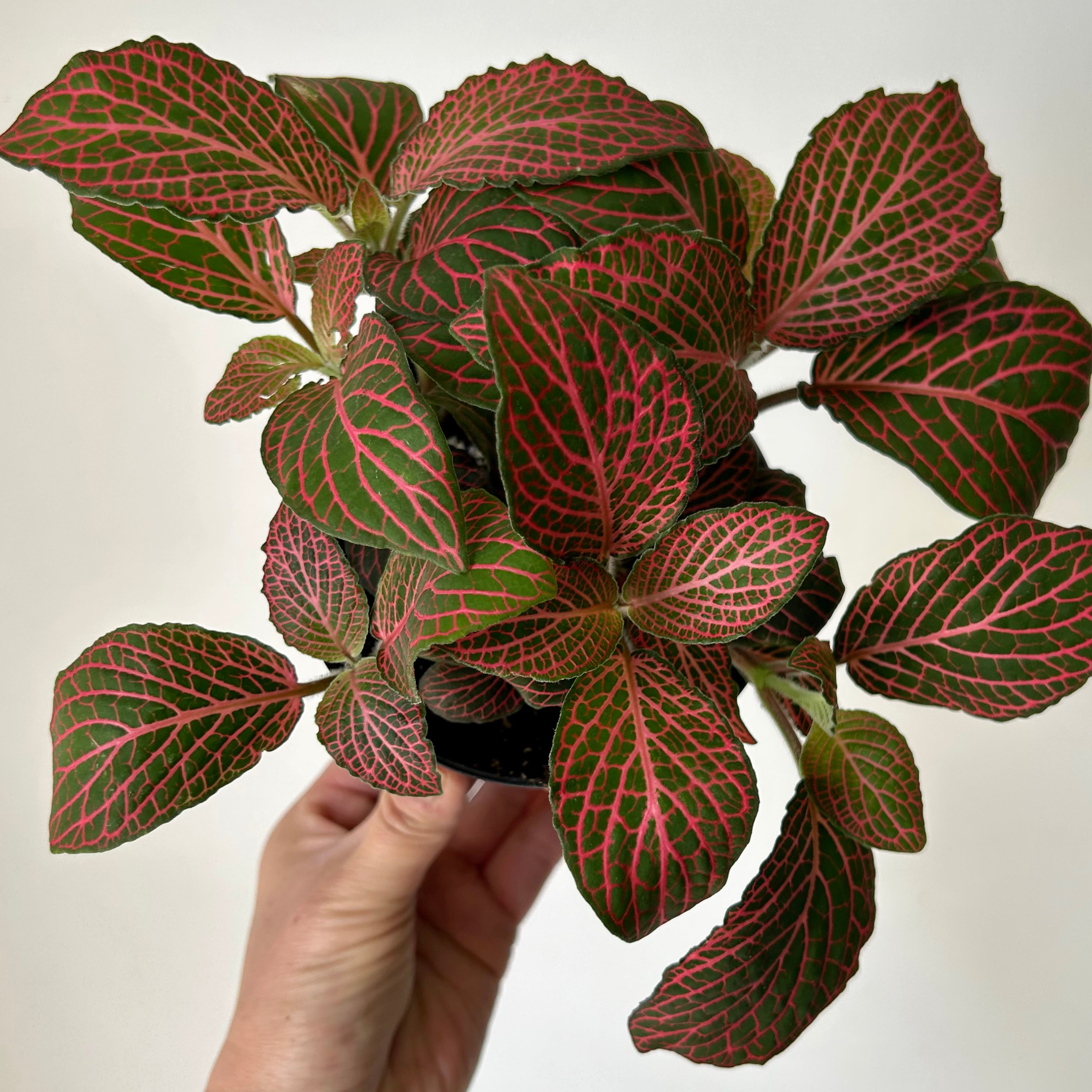 Red Nerve Plant (large leaves) 4”pot