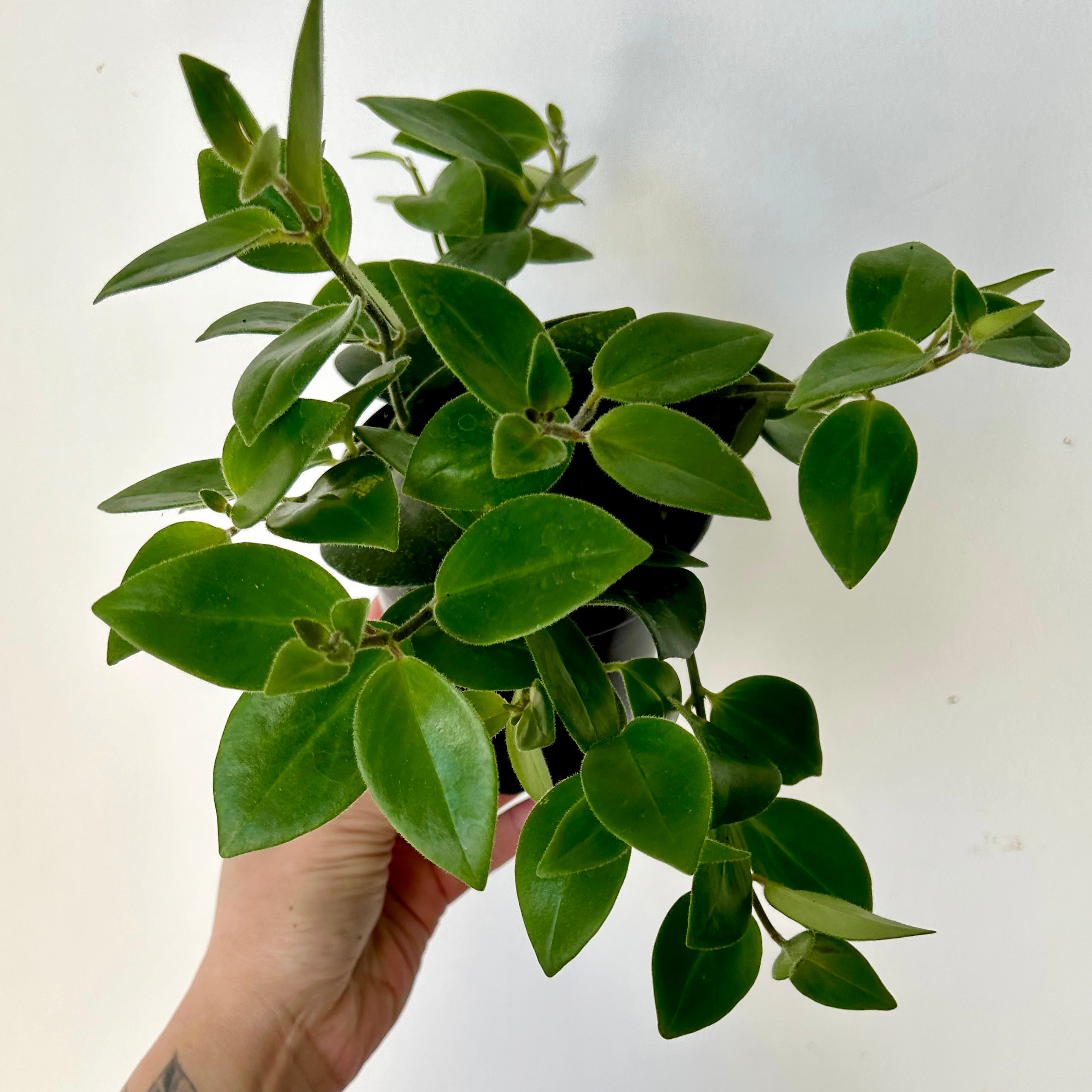 Mona Lisa Lipstick Plant (Aeschynanthus) 3.5”pot