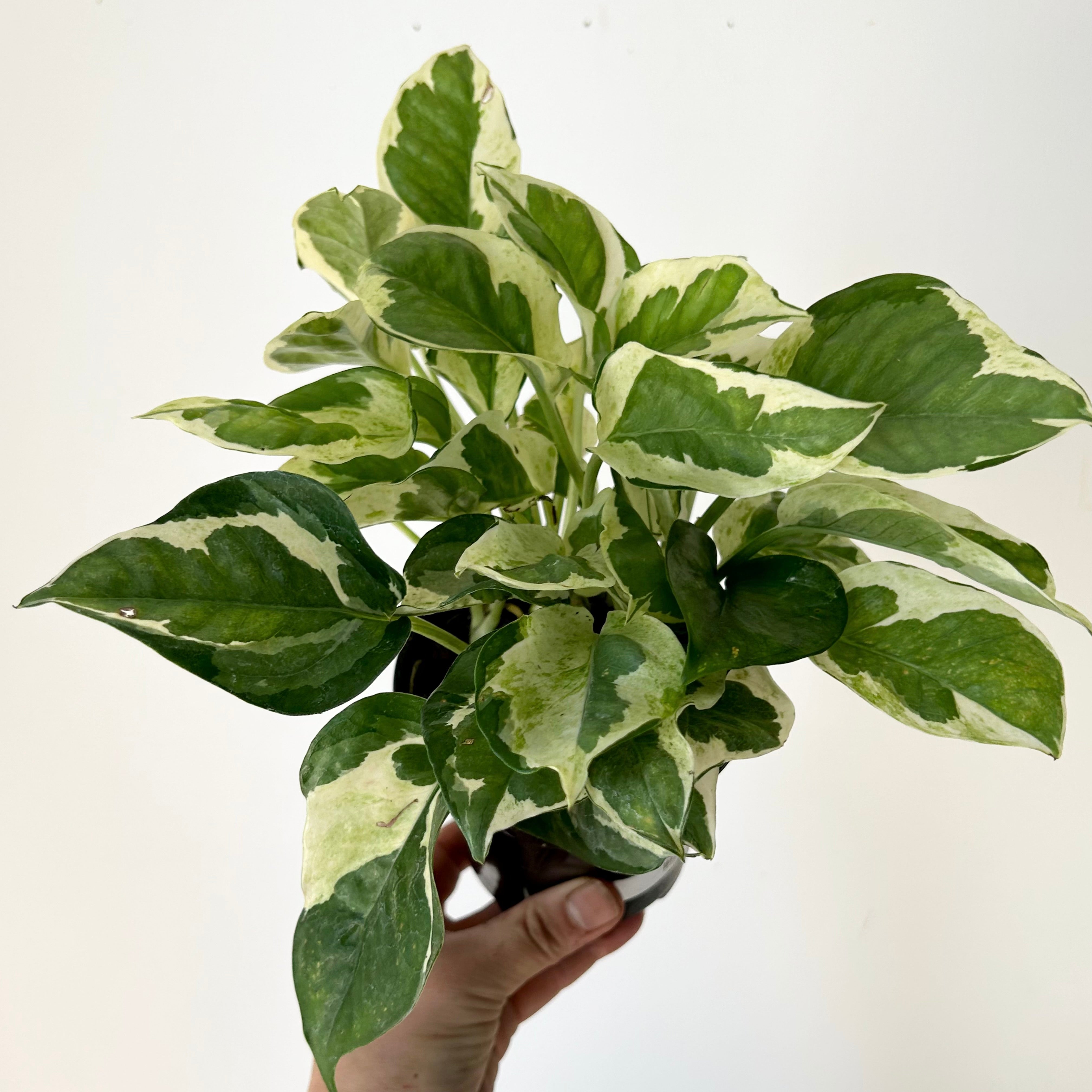 Pothos “Pearl & Jade” 4”pot