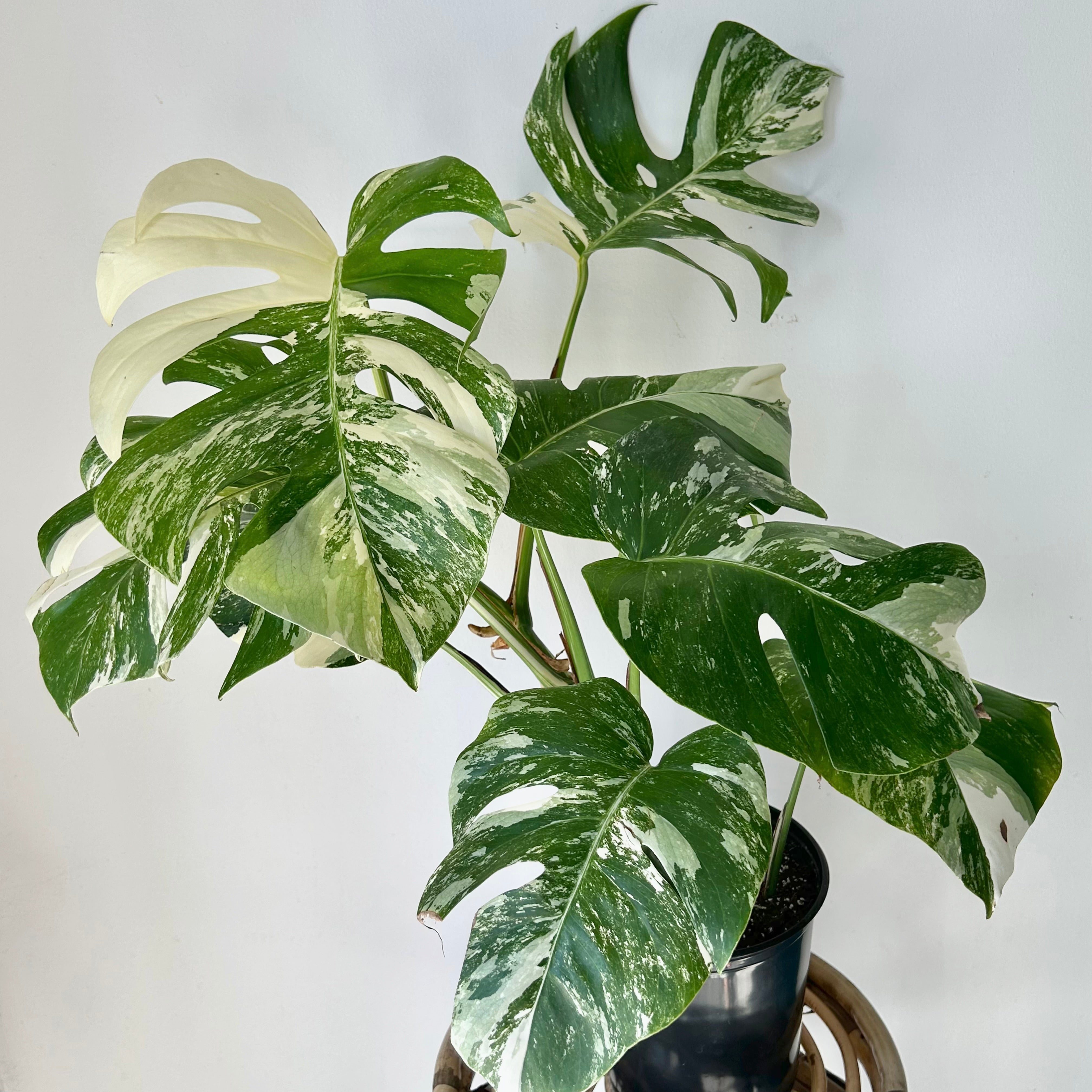 Monstera Albo Variegata 6”pot