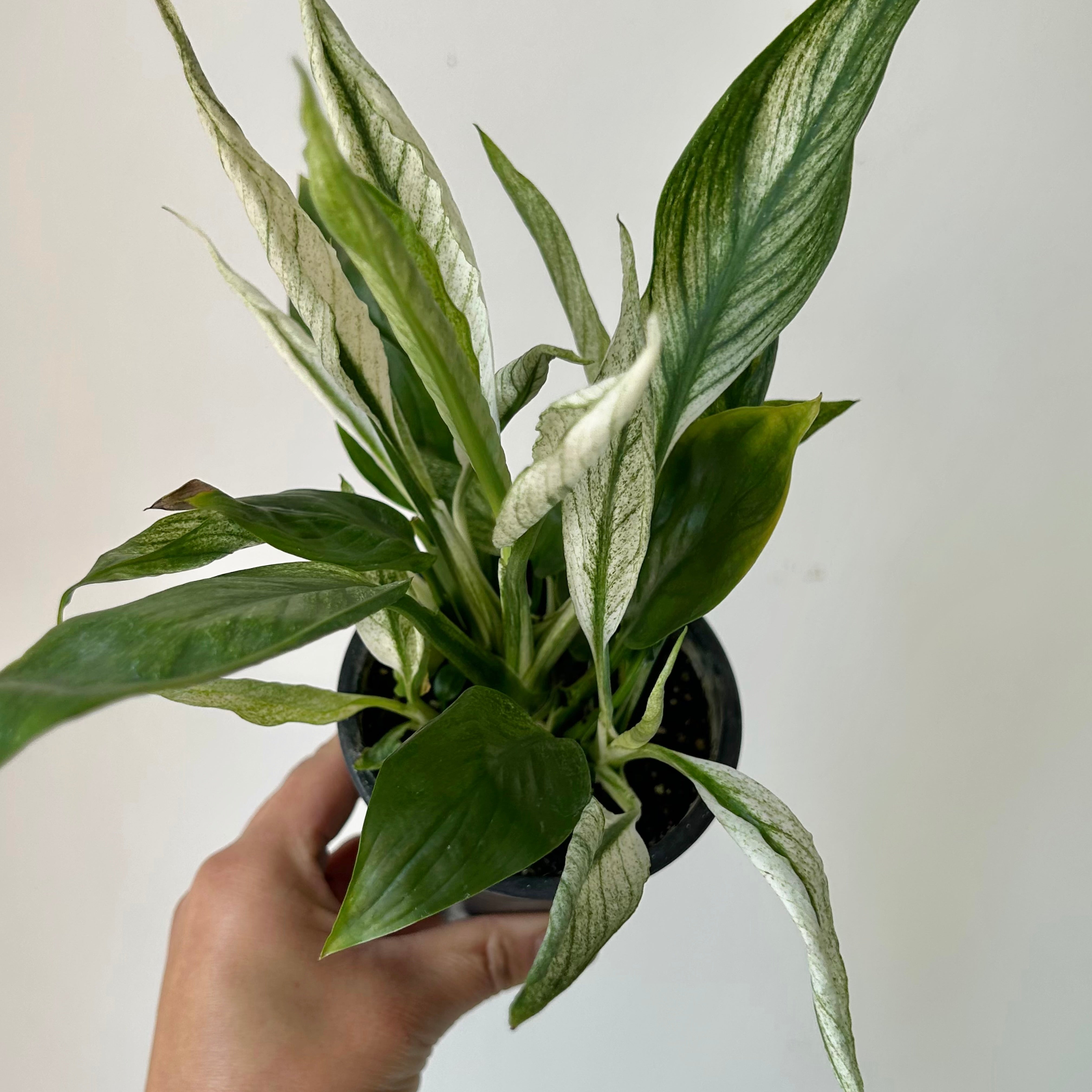 Variegated Spathiphyllum "Mojo”3.5”pot