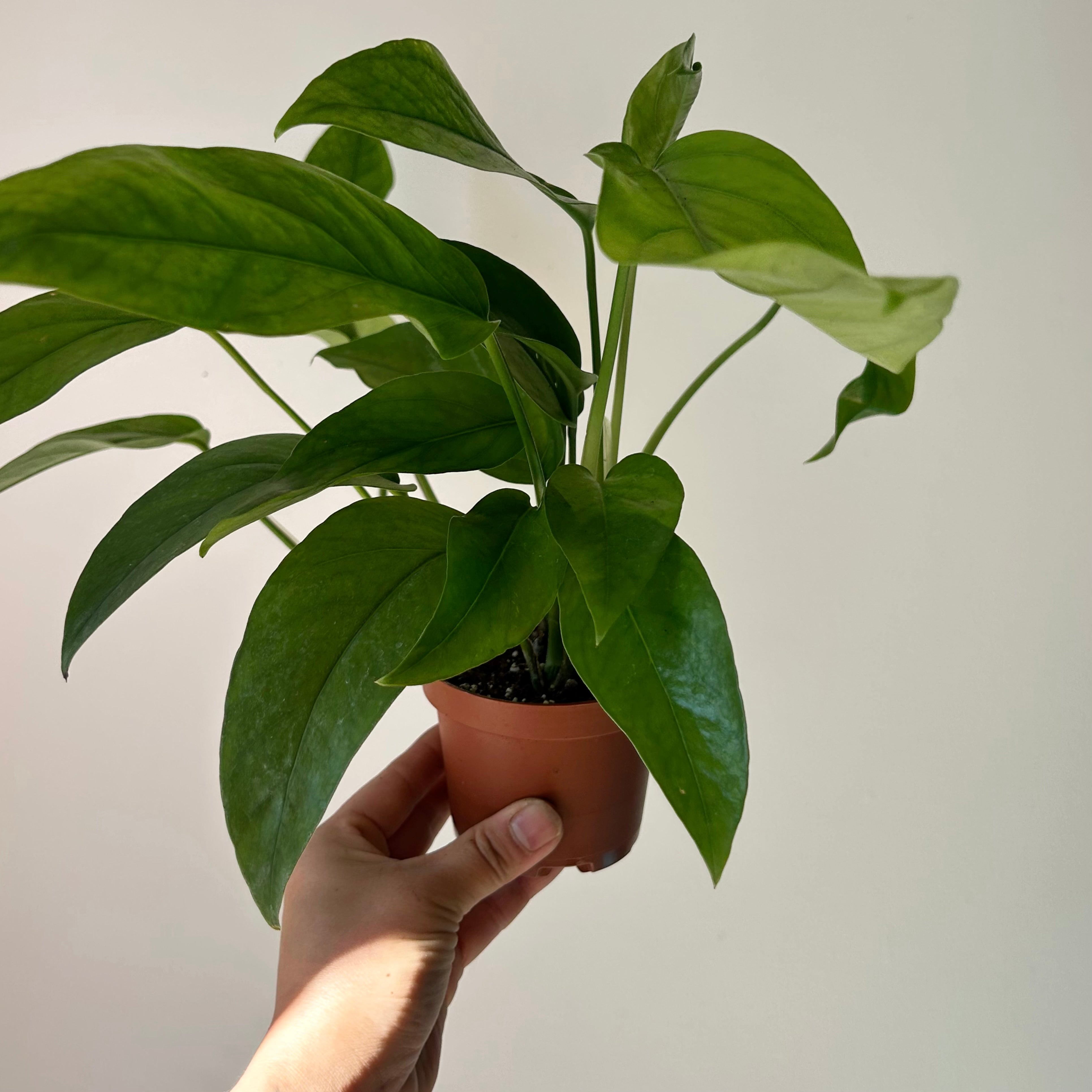 Epipremnum Pinnatum 3.5”pot