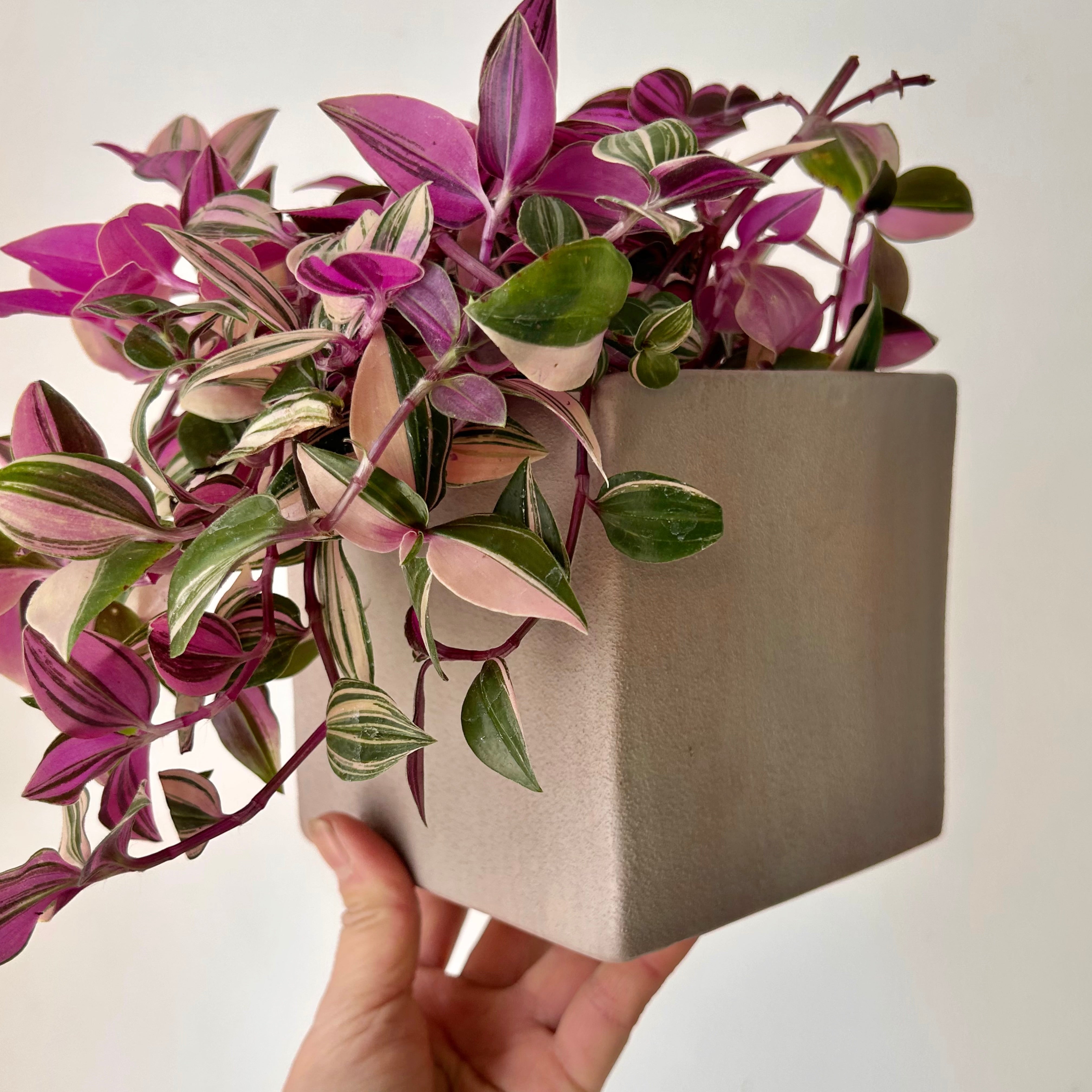 LUCIANA CUBE Decorative Pot (4.75”x4.75”)