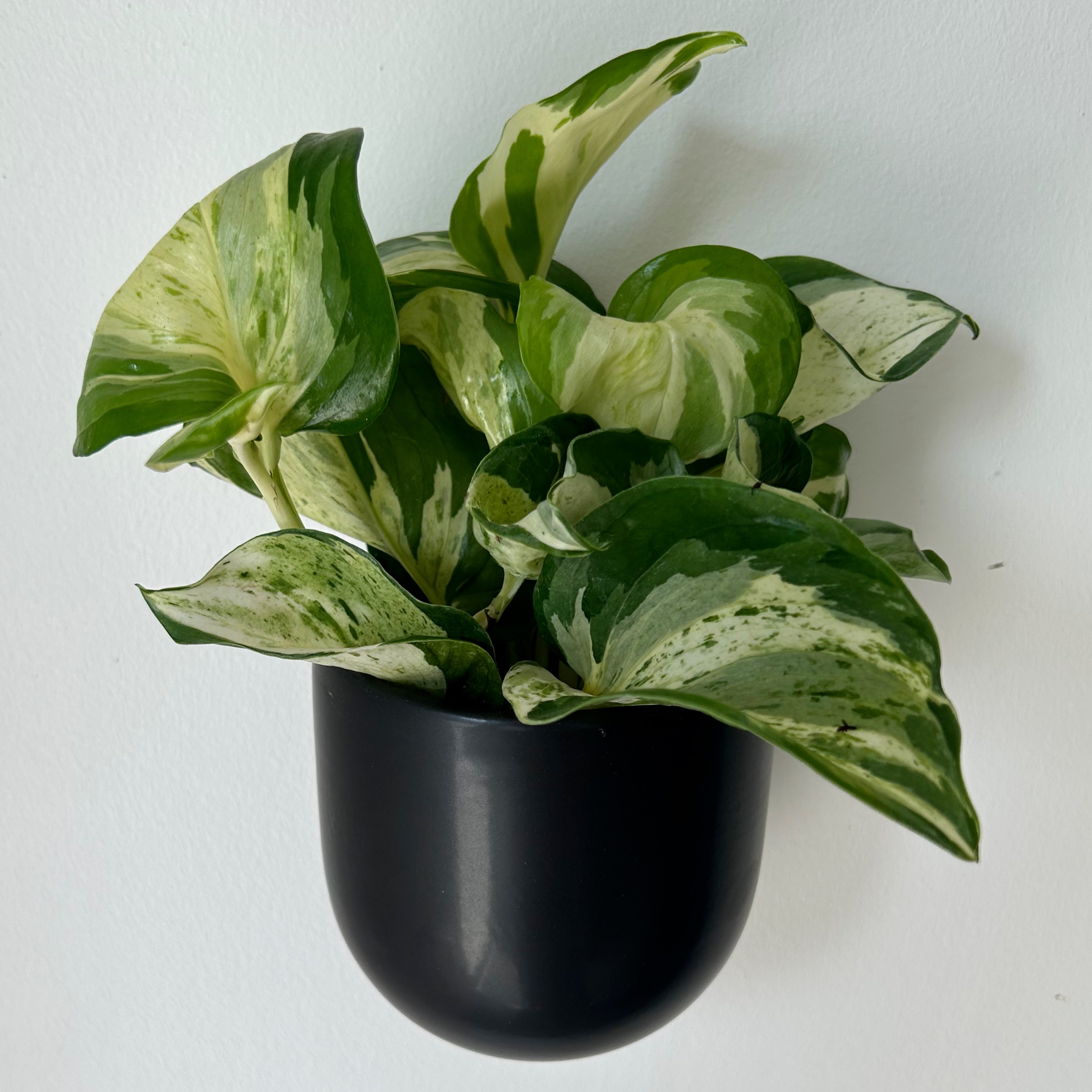 Manjula Pothos 3.5”pot