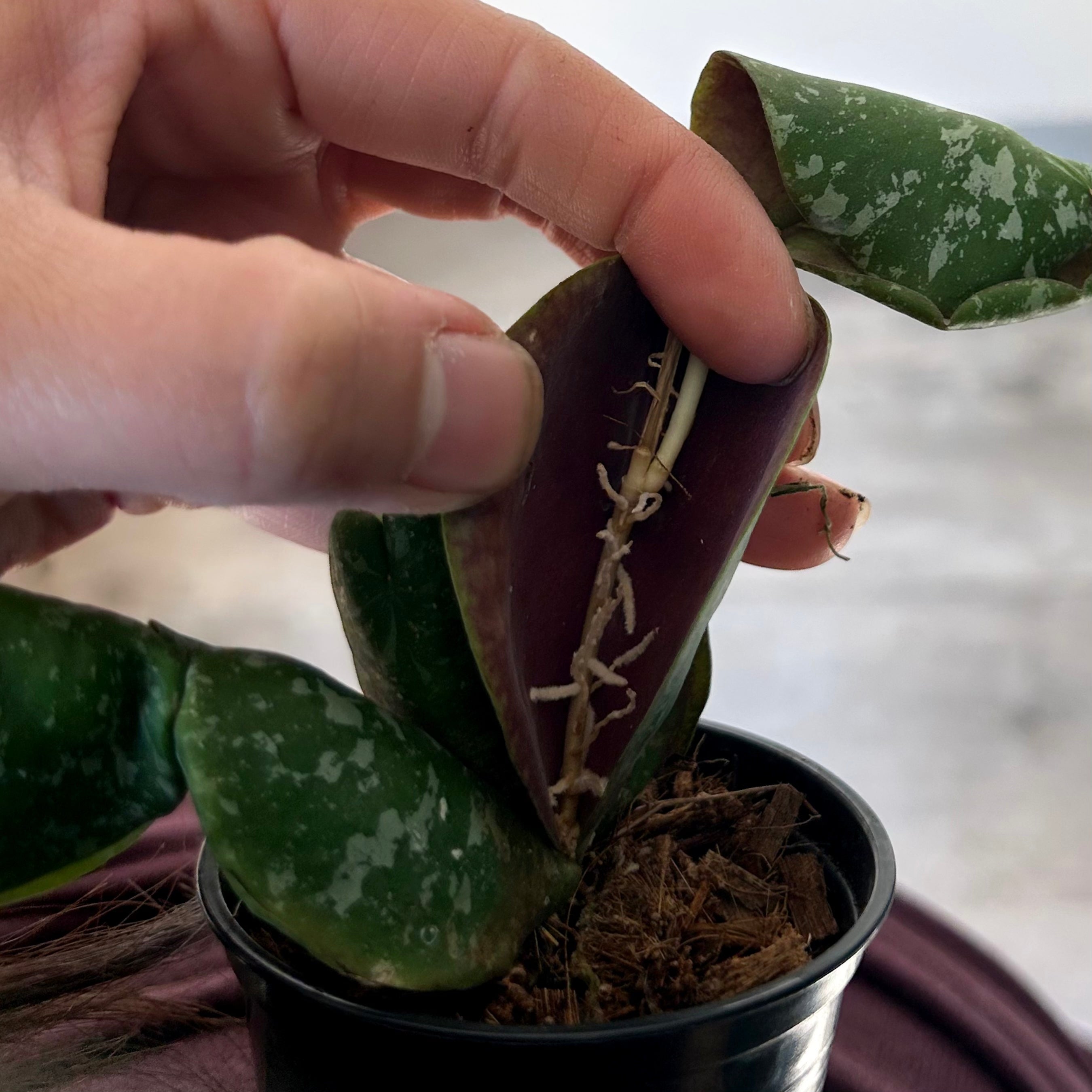 Hoya Imbricata 2.5”pot