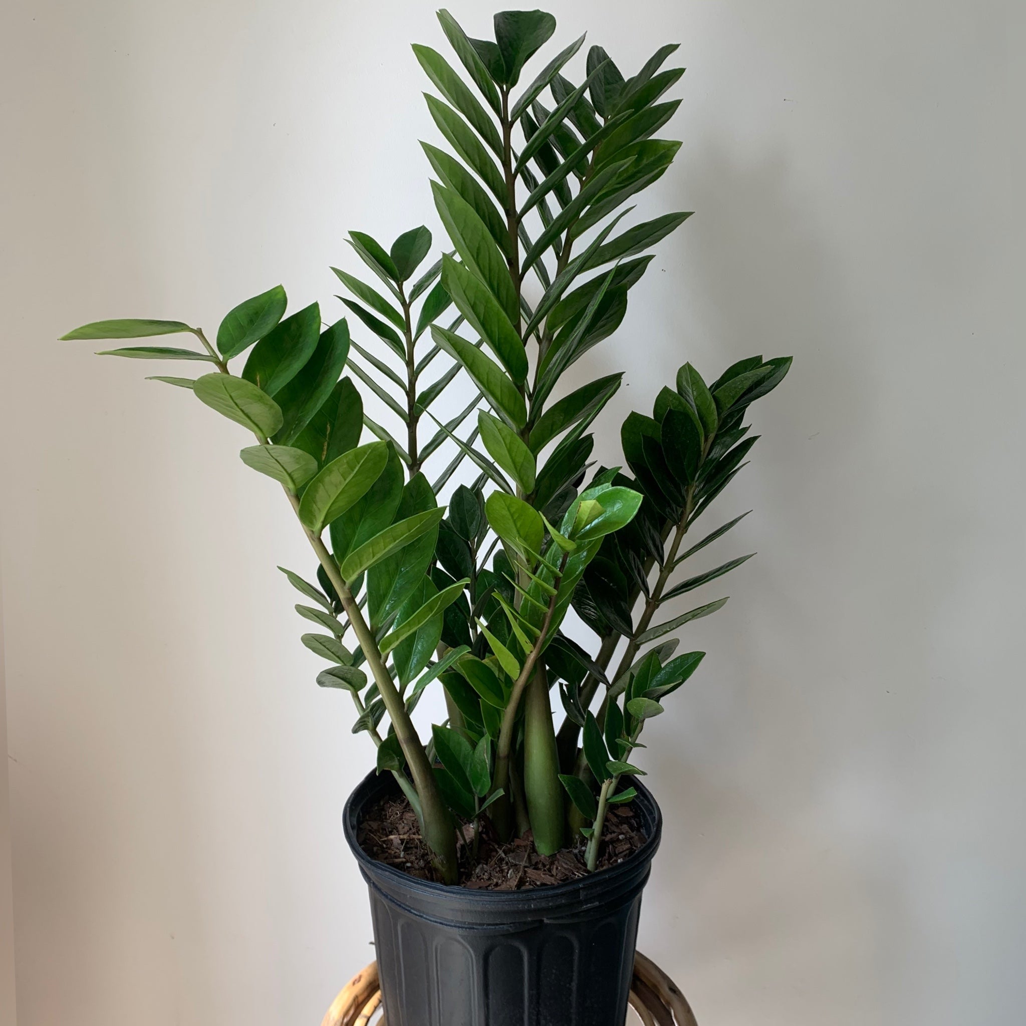 ZZ Plant (Zamioculcas Zamiifolia) approximately 2.5ft tall in 8” pot