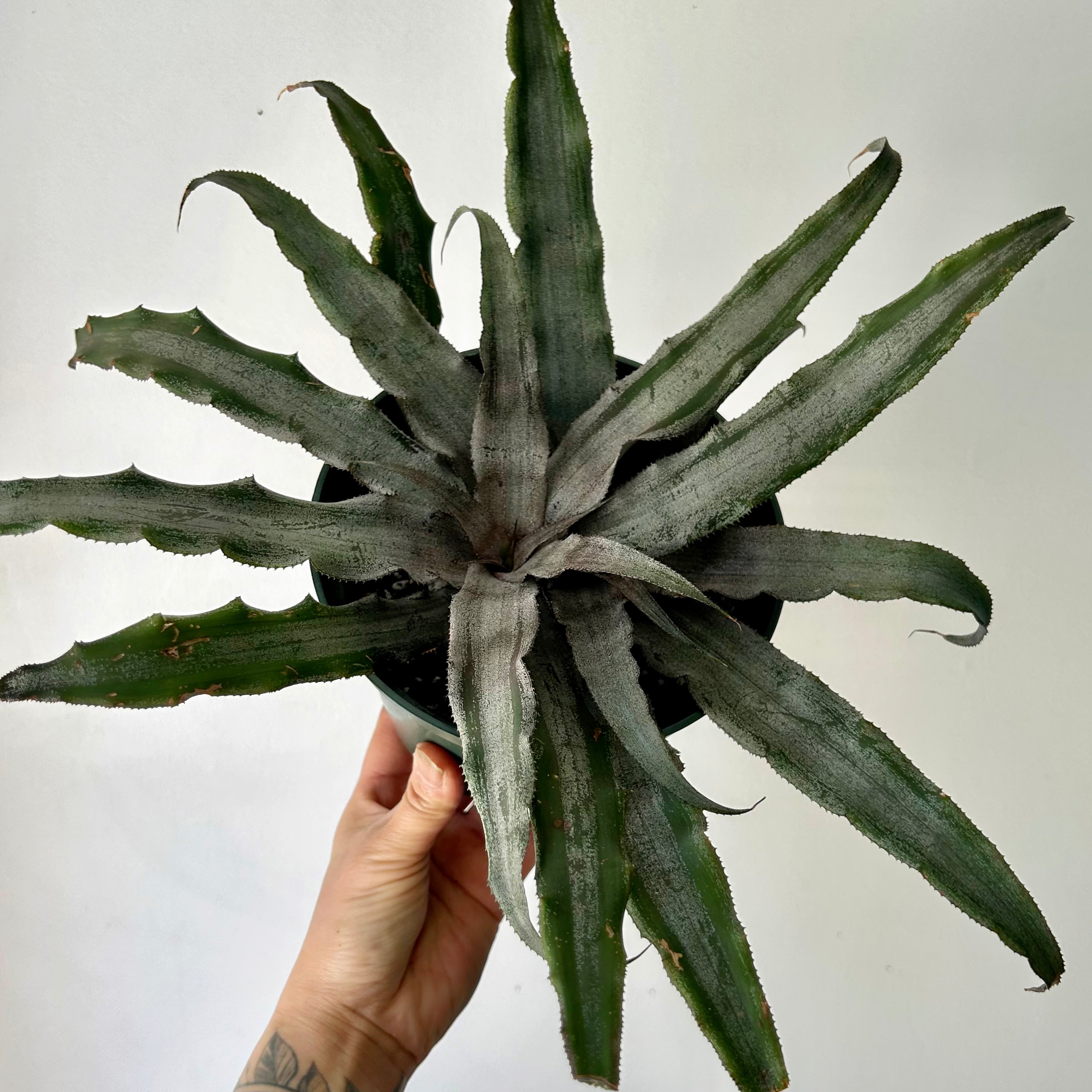 Earth Star Cryptanthus 6”pot
