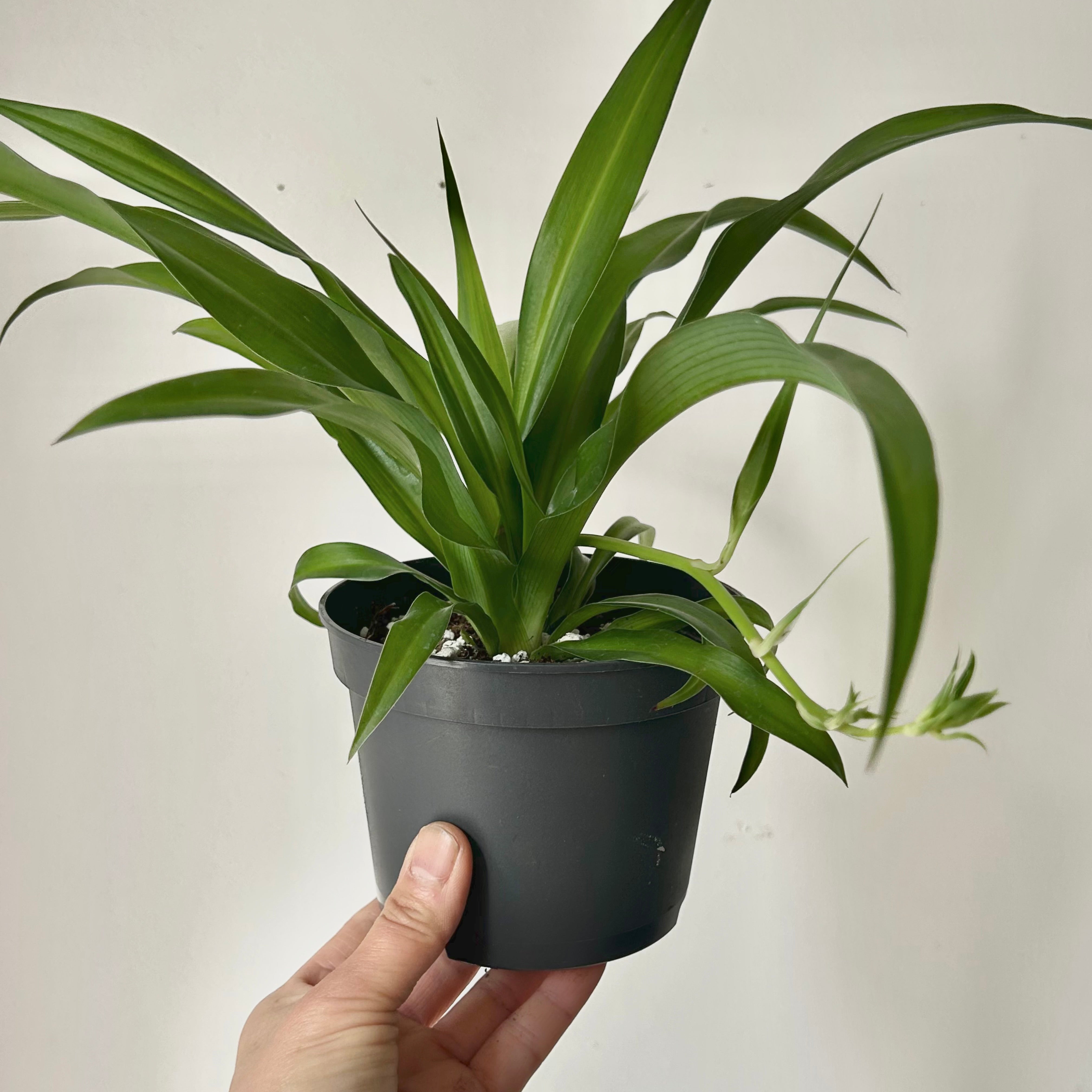 Green Spider Plant (chlorophytum comosum) 5” pot
